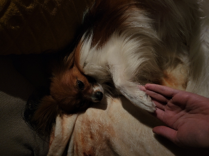 A Papillon dog, lying on a beige surface, is being gently touched by a human hand. The dog's head is on the left, with dark fur on its ears and brown and white fur around its face. Its eyes are open, and it seems relaxed. The human hand is on the right, with the palm facing the dog's paw. The dog's body is mostly white with some tan patches, and its fur is long and fluffy. A yellow cushion is partially visible on the top left.