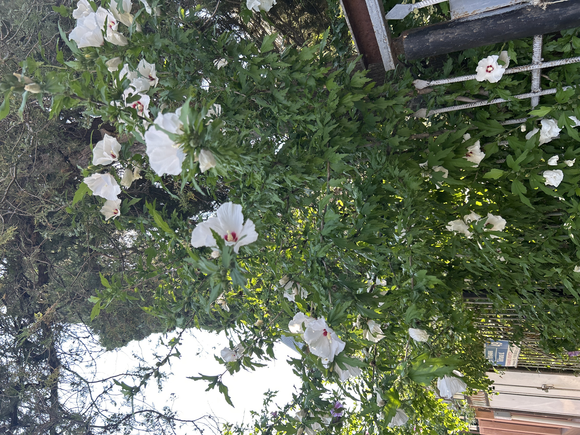 The image depicts a close-up view of a flowering bush with numerous white hibiscus blossoms. The bush is dense with green foliage and is situated in front of a metal fence and a wooden gate, suggesting a residential or garden area. In the background, a tall evergreen tree is visible. A street sign with Russian lettering, including "Тельмана" (Telmana) and a street number "49," is attached to the fence, identifying the location as Telmana Street, house number 49, in the city of Gelendzhik, Russia. The lighting suggests it is daytime, with sunlight filtering through the leaves.