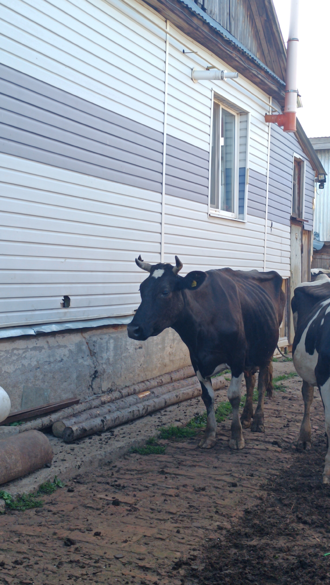 The image depicts a domestic scene in what appears to be a rural or semi-rural area. In the foreground, two cows are present. The cow on the left is a dark brown and white Holstein, facing towards the left of the frame. It has short, curved horns and a yellow tag in its left ear. The cow on the right is partially visible, showing its black and white patterned hindquarters. The cows are standing on a dirt and mud ground, with some sparse green vegetation.
Behind the cows, a section of a building is visible. The building has a white and grey horizontal siding. There is a window with white trim and a blue curtain or blind inside. A metal pipe, possibly part of a ventilation or exhaust system, extends from the wall near the window. A red pipe fitting is also attached to the building. The foundation of the building appears to be made of concrete.
In the background, more of the building is visible, including a wooden roof structure and another window. To the far right, a portion of what looks like a gate or doorway can be seen. A pile of logs or thick branches lies on the ground between the building and the cows. To the left of the cows, a large, cylindrical metal object, possibly a pipe or tank, is lying horizontally on the ground. The overall impression is of a farm or homestead setting. The image does not provide information specific to the city of Karsha, Russia, but the scene is consistent with a common rural landscape in many parts of Russia.