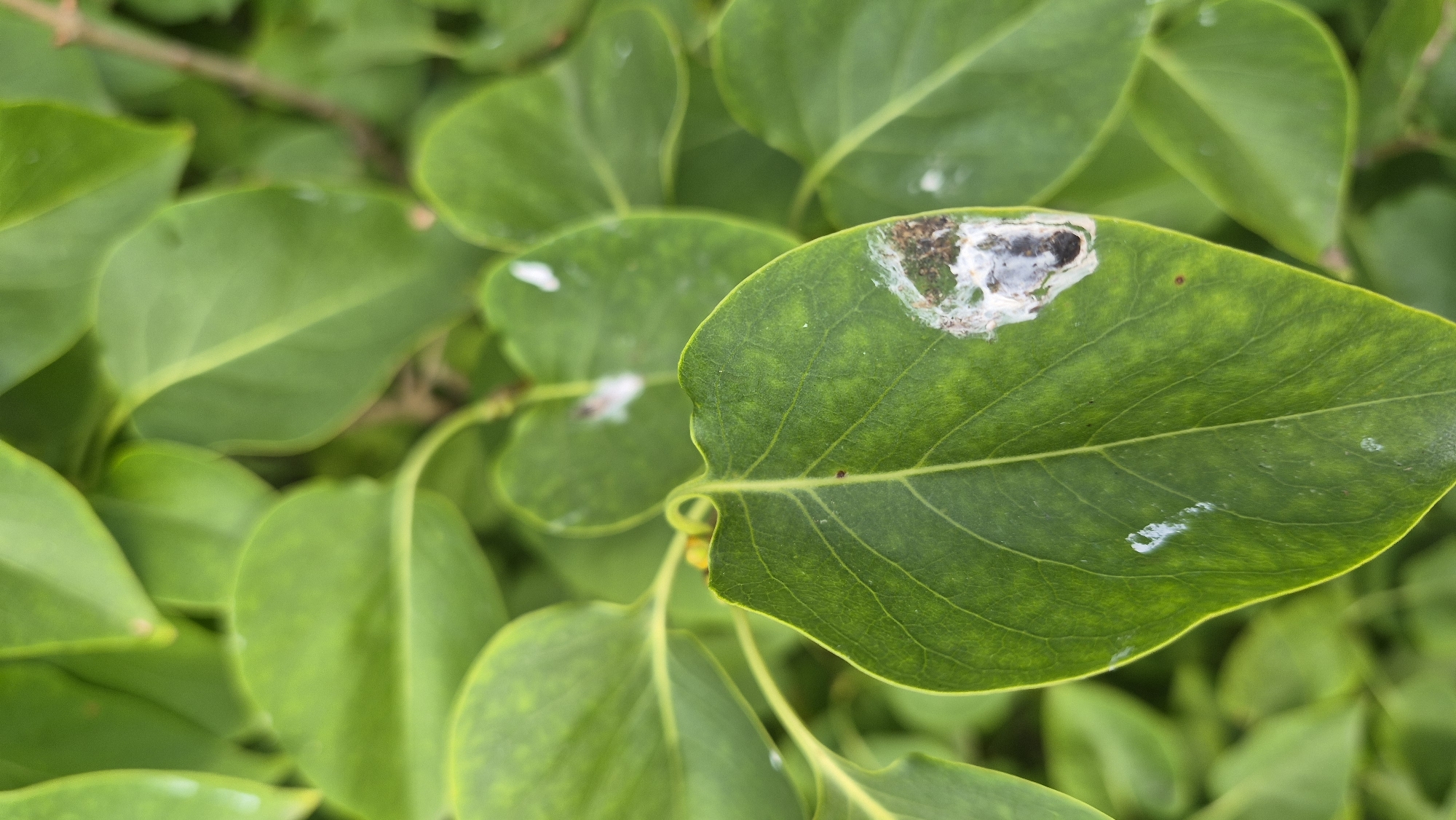 A close-up, vertical, outdoor shot focuses on green leaves of a plant, likely in a garden or natural setting, as evidenced by the presence of dew droplets and natural lighting. One leaf in the foreground exhibits a localized brown and white discoloration, suggesting potential damage or disease. The background is softly blurred, emphasizing the detail of the leaves. The scene is located in Krauja, Latvia.