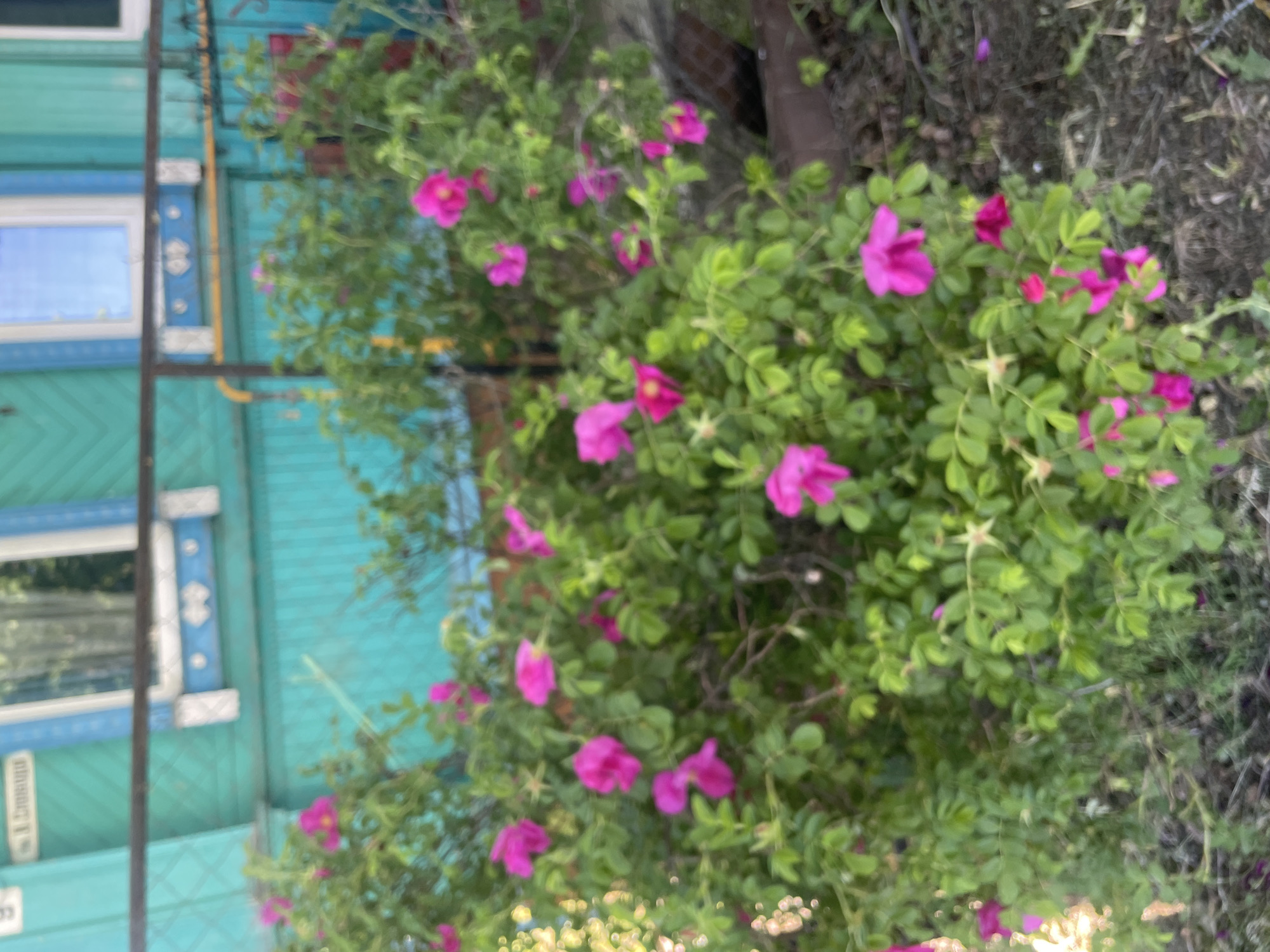A medium-shot image captures a bush with vibrant pink flowers and lush green leaves in front of a teal wooden house. The house features decorative white trim around its windows. The ground in front of the bush is covered with dried leaves and soil. The overall scene depicts a natural setting adjacent to a dwelling in the town of Krasnye Baki, Russia.