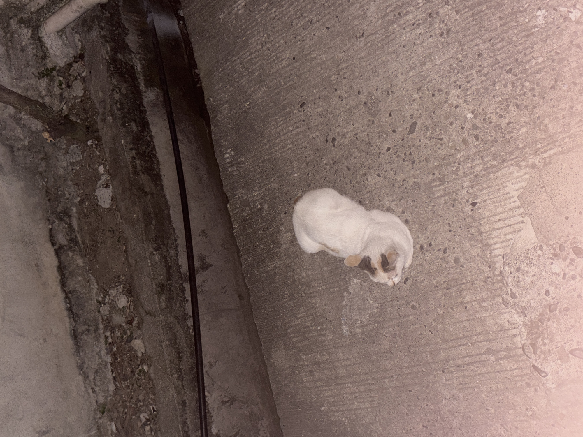 A calico cat with white, brown, and black markings rests on a textured concrete surface. The cat is curled up, with its head tucked towards its body. The concrete appears weathered and has visible lines from its construction. Behind the cat, a darker, raised concrete ledge is visible, also showing signs of age and some debris. A black cable runs horizontally along the edge of the ledge. In the background, a rough, textured wall or embankment is visible, with a thin branch extending into the frame from the upper right. The scene is dimly lit, suggesting it might be evening or an indoor area with low light. The location is not identifiable as being in Davao City, Philippines from the visual information provided.