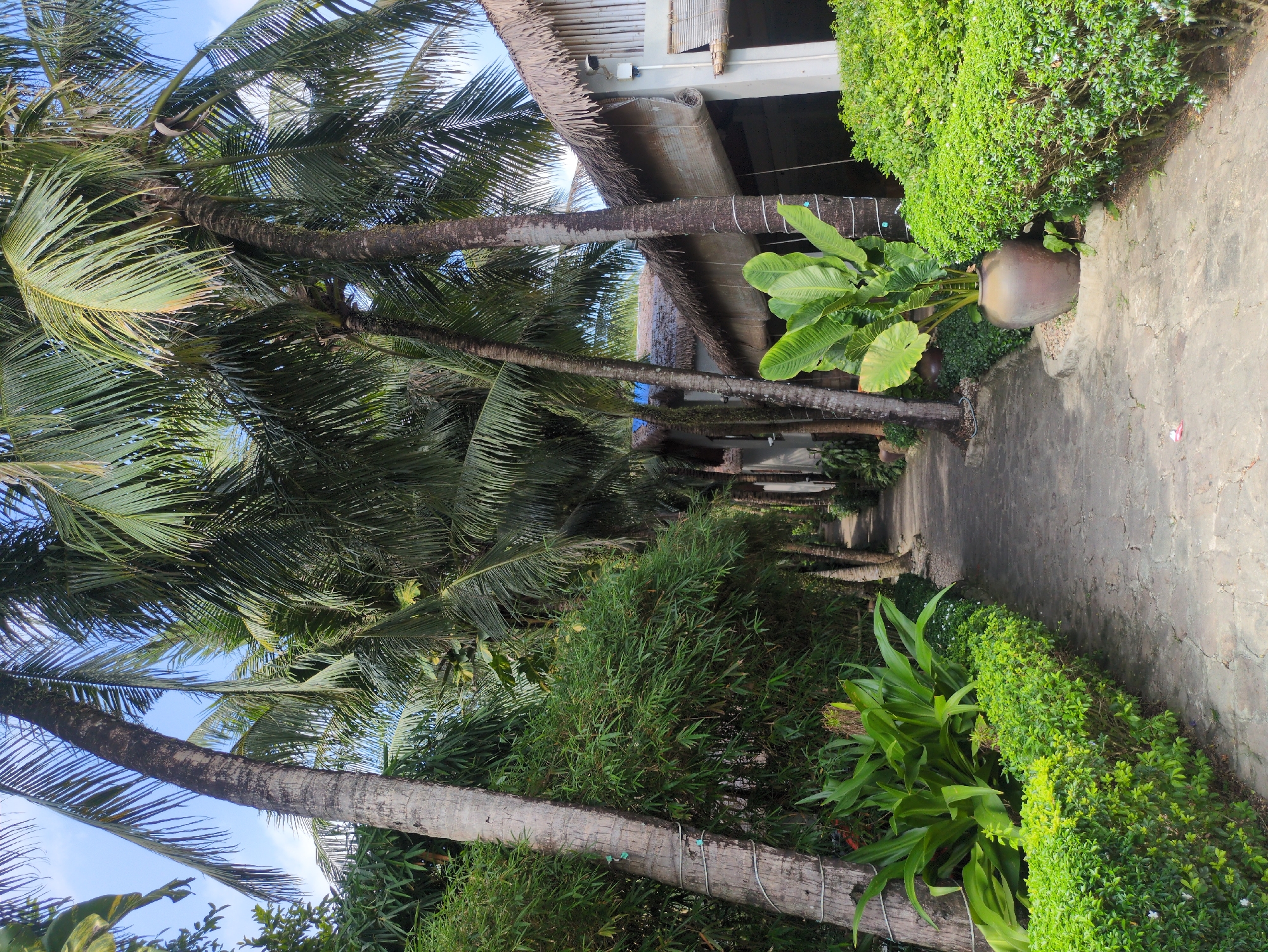 The image shows a pathway in a tropical location. The pathway is made of uneven stone and is bordered by lush green vegetation on both sides. Palm trees are prominent, arching over the pathway and providing shade. Some structures with thatched roofs are visible in the background. A large clay pot containing plants sits along the path. The scene appears tranquil and natural. The image could be in Phú Quốc, Vietnam, given the presence of palm trees, lush foliage, and the type of construction visible.