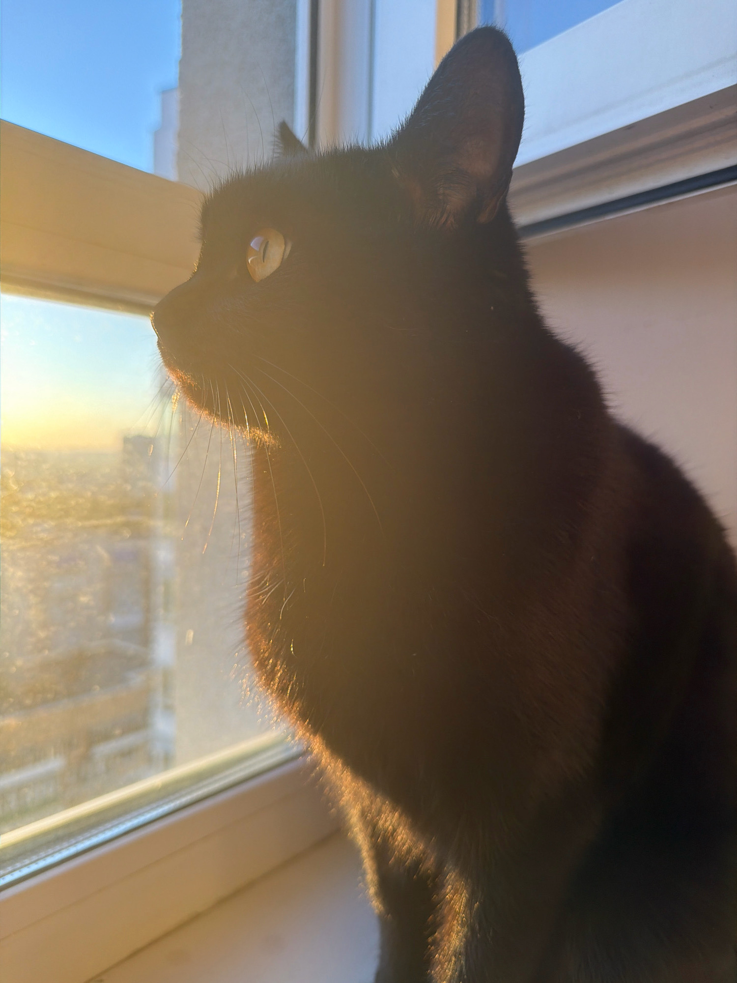 A black cat is sitting on a windowsill, looking out at a cityscape bathed in the golden light of a sunset. The cat's fur is dark, and its eyes are a luminous yellow, reflecting the warm glow of the sun. The windowsill is white, and behind it, the blurred shapes of buildings can be seen, suggesting an urban environment. The sky is a clear blue, transitioning to a warm orange near the horizon. The image captures a moment of quiet contemplation, with the cat seemingly lost in thought as it observes the world outside. The scene evokes a sense of peace and serenity, with the warm sunlight creating a cozy and inviting atmosphere. The presence of buildings suggests this is likely an apartment in a multi-story building, common in cities like Samara, Russia, where such views are prevalent.