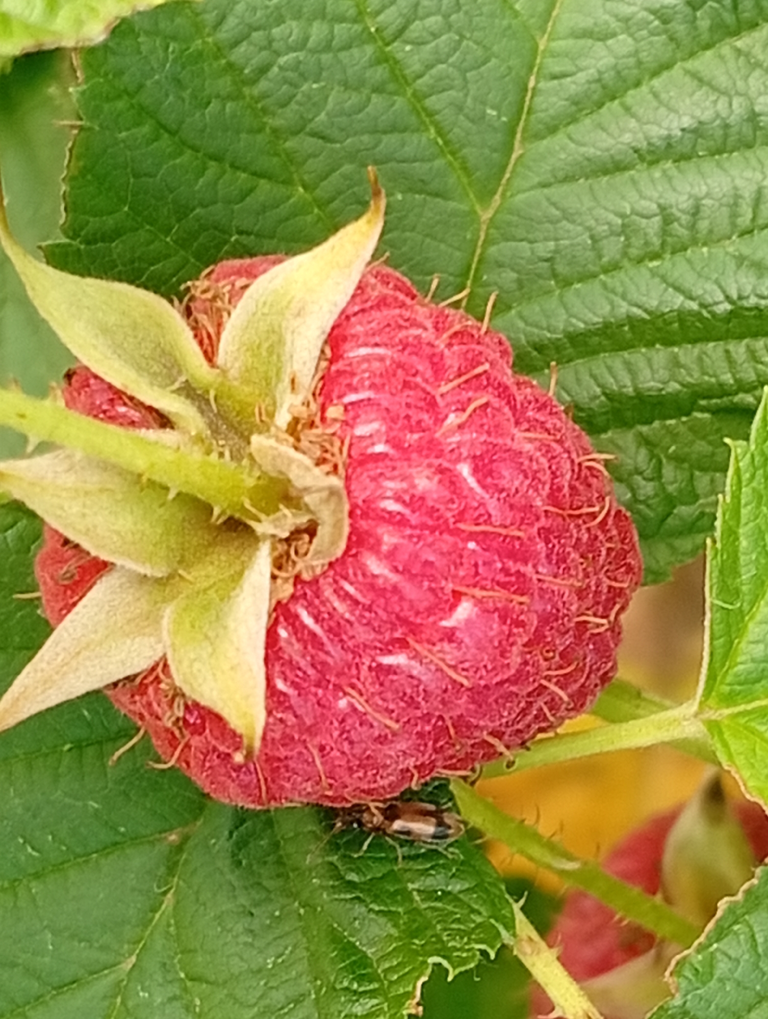 A close-up, high-angle shot shows a ripe raspberry surrounded by green leaves and stems. The raspberry is a vibrant red with a textured surface and is attached to a green stem with several pale green sepals. A small insect, with a brown and black striped body and visible legs, is perched on a leaf beneath the raspberry. The background is softly blurred, with hints of yellow and more green foliage, suggesting an outdoor, natural setting. The image is sharp and well-lit, highlighting the details of the raspberry and its immediate surroundings.