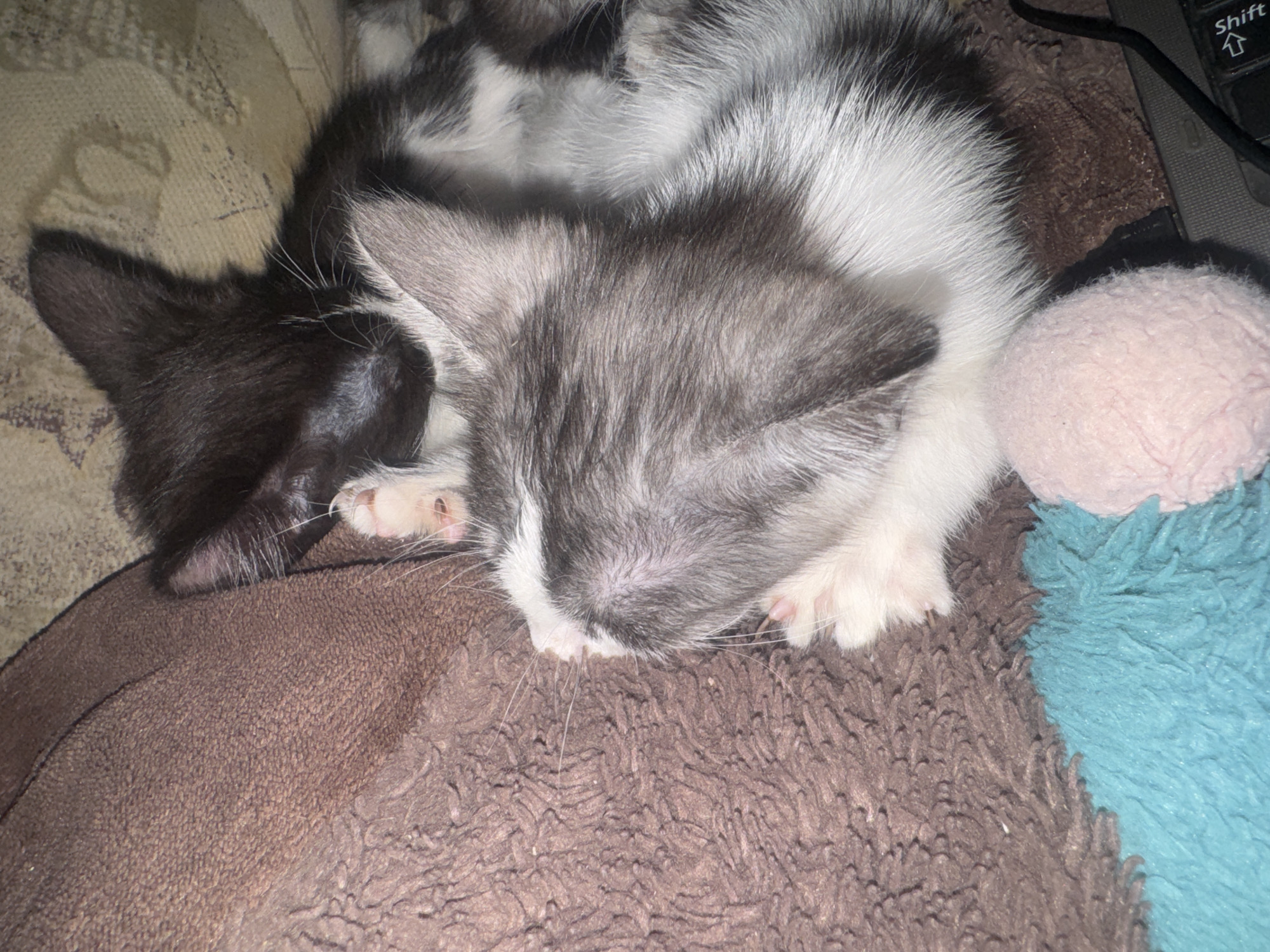 Two kittens are sleeping on a brown, textured blanket next to a teal fuzzy material and a light pink fuzzy ball. The kitten in the foreground is a gray and white tabby with its head resting on its paws. The kitten behind it is black and white with its head tucked against the other kitten. A black computer keyboard and cable are visible in the lower right corner. The scene appears to be indoors, likely in a residential setting in Zaokskiy, Russia.