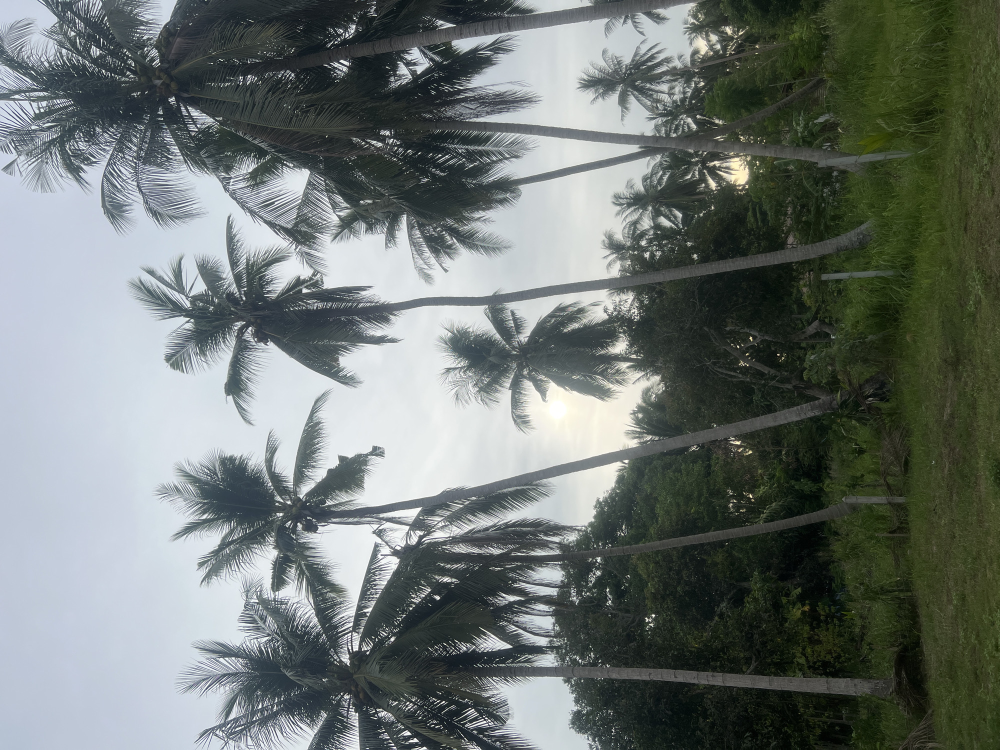 The image depicts a tropical landscape with numerous tall coconut palm trees dominating the scene. The sky is overcast with a faint glow of sunlight, suggesting either early morning or late afternoon. The foreground features a grassy area with some scattered dry palm fronds and a low fence made of thin posts and wire. Behind the fence, dense green foliage and more trees form a backdrop, with the trunks of several prominent coconut palms rising above them. The overall impression is of a natural, somewhat wild environment characteristic of a tropical island. The location is stated to be in ตำบลเกาะพะงัน, Thailand, which is known for its tropical beaches and lush vegetation. There are no people or animals visible in the image, and no specific actions are taking place.