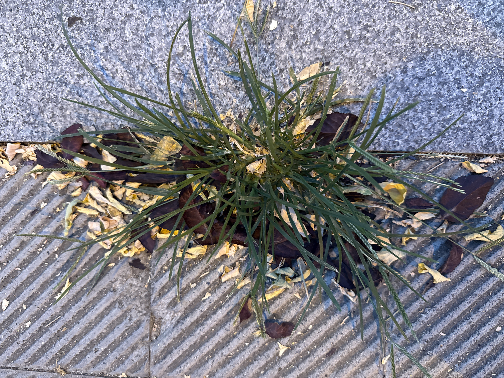 A close-up, top-down view shows a tuft of green grass growing through a crack between two types of paving stones. The paving stone on the left is a light grey concrete with a pattern of diagonal grooves. The paving stone on the right is a speckled, light grey granite. Scattered around the base of the grass are dry, fallen leaves in shades of brown and yellow, suggesting an autumn setting. The grass blades are thin and elongated, with some stalks showing seed heads. The scene appears to be on a public walkway in Barcelona, Spain, likely a sidewalk or plaza, given the materials and the urban context implied by the paving. There are no people or animals visible in the image. The lighting suggests it may be early morning or late afternoon, casting soft shadows.