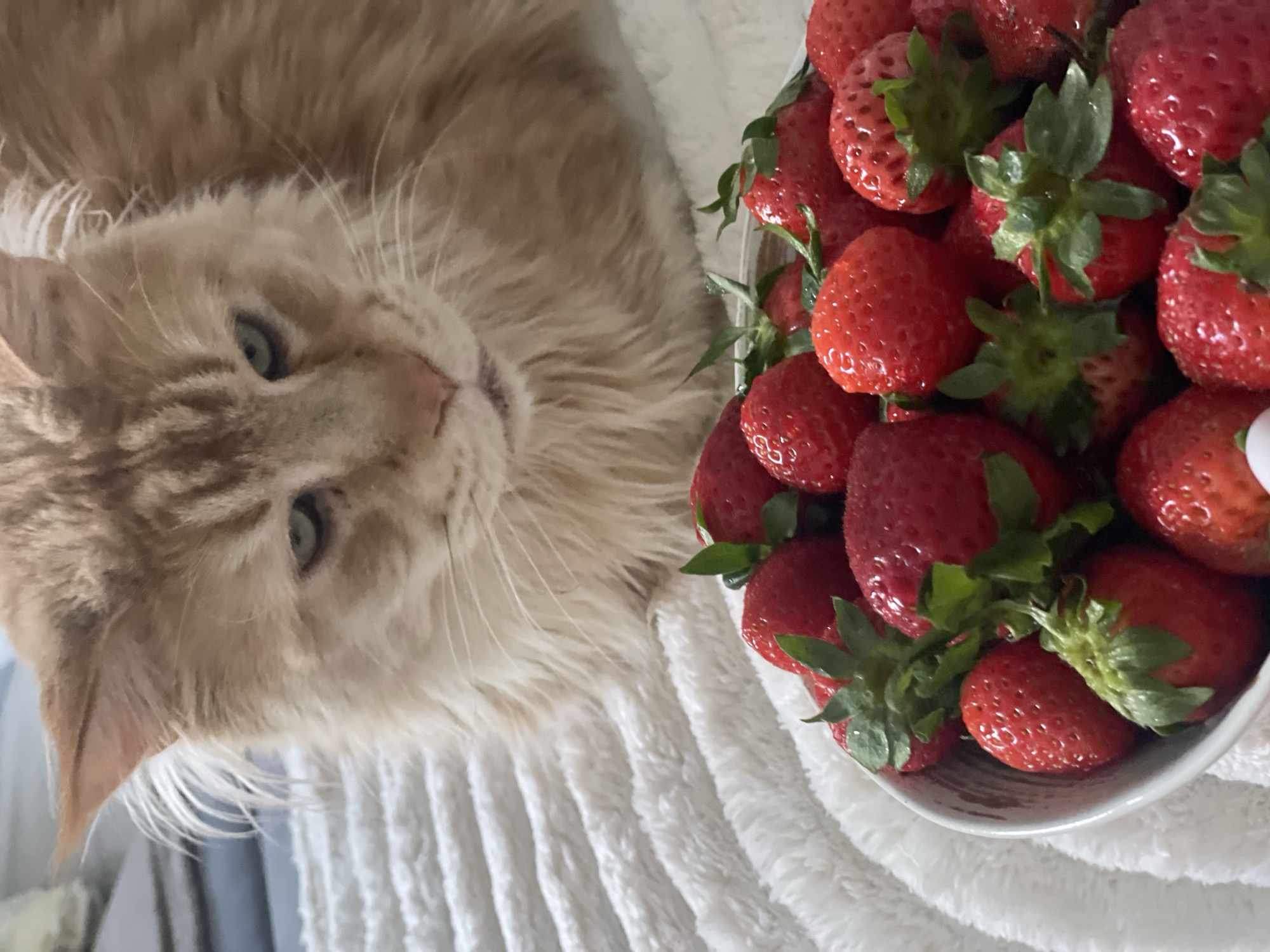 The image shows an orange cat lying on a white textured blanket. To the right of the cat, a bowl filled with fresh, red strawberries is visible. The strawberries have green stems and leaves attached. The cat is looking towards the right side of the frame, with its blue-green eyes open. The fur of the cat appears fluffy and soft. The scene is brightly lit, suggesting it might be daytime, and no specific weather conditions are discernible. The background is blurred, with hints of blue and white, possibly indicating an indoor setting. No text is visible in the image.