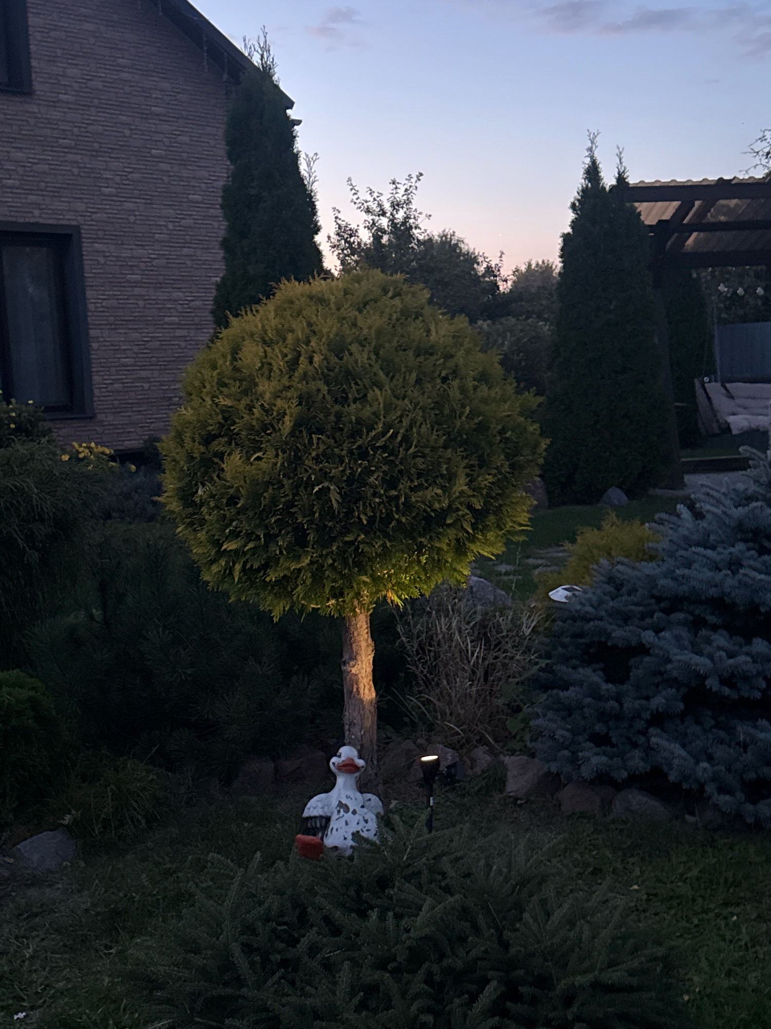 The image shows a garden scene in Slawharad, Belarus, during twilight. A round, well-maintained tree with a light illuminating its trunk is the central focus. To the left is the side of a brick house with a dark window. In front of the tree, a decorative garden gnome shaped like a duck with white and speckled gray plumage and an orange beak stands amongst dense green foliage. To the right, a conical evergreen tree and a bushy blue-green evergreen shrub are visible, along with several rocks. In the background, a pergola structure can be seen, and the sky displays a soft gradient of colors from dusk. The ground is covered in grass and various types of shrubs.