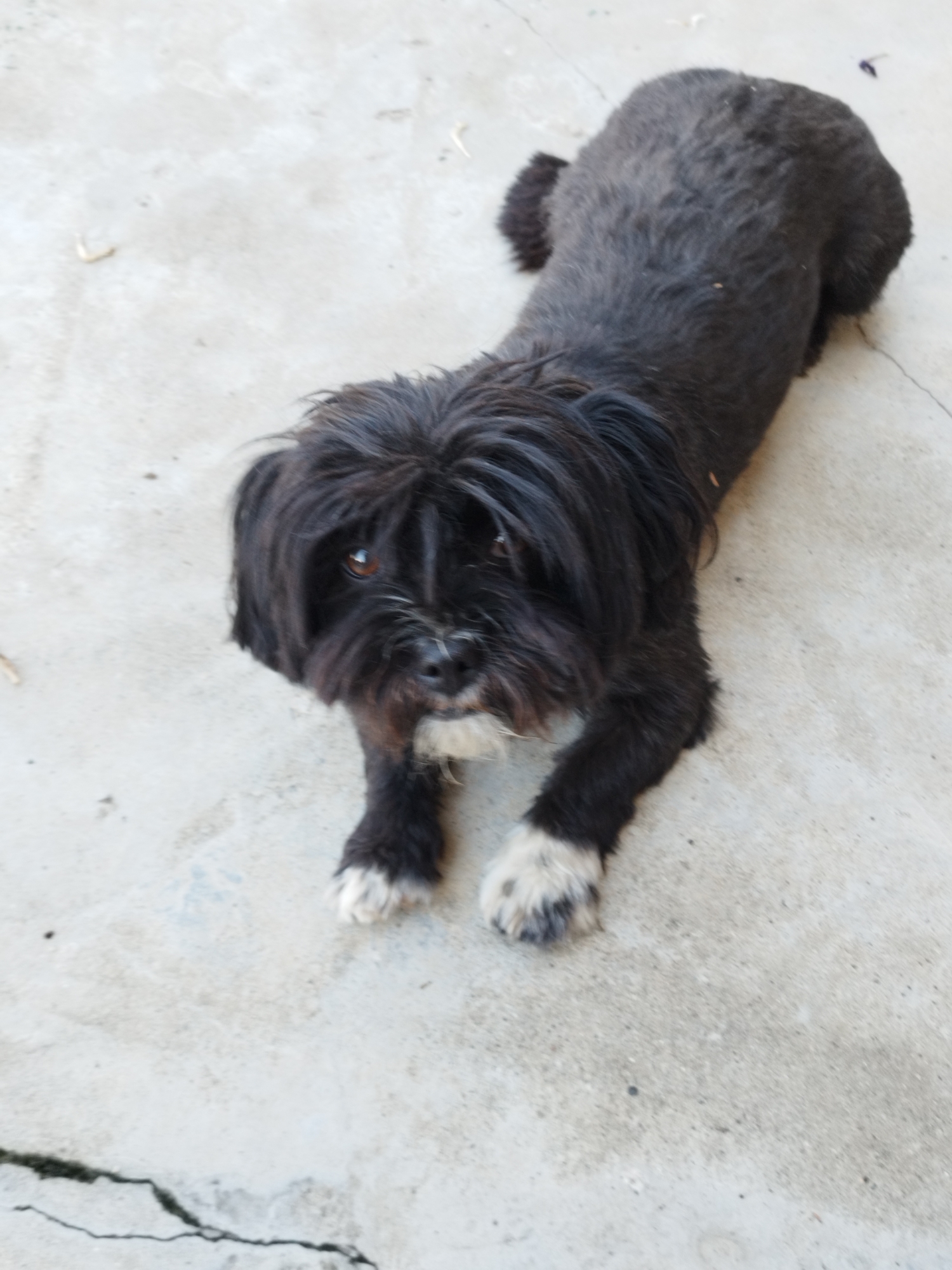 A black dog with shaggy fur and white paws lies on a concrete surface. The dog's head is tilted and facing the camera. The background is a light gray concrete surface with some minor cracks and debris. The scene appears to be outdoors. The image was taken in Bucharest, Romania.
