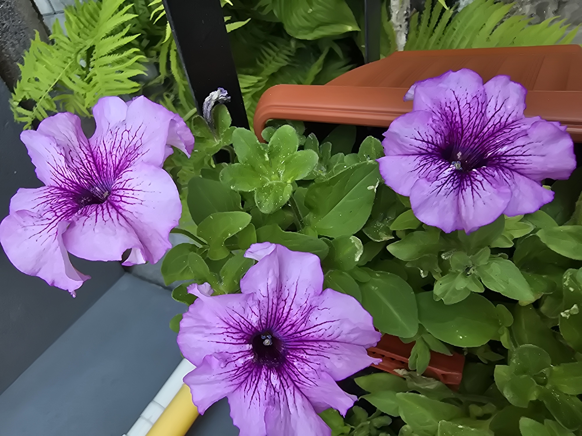 This media file is a close-up photograph of several vibrant purple petunias in bloom, set against a backdrop of lush green foliage and a brown planter. The flowers are the primary subjects, with their delicate petals and deep purple veining clearly visible. The scene appears to be outdoors, possibly a garden or a balcony, given the presence of plants and a planter.
The image captures the petunias in what seems to be a healthy, flourishing state. The leaves are a rich green, and some appear to have water droplets on them, suggesting recent watering or dew. The lighting suggests it might be daytime, but the exact time is not discernible. There are no people visible in the image.
Notable details include the texture of the flower petals, the intricate patterns of the veins, and the depth of color in the purple blooms. The brown planter provides a contrasting color and texture to the soft flowers and green leaves. In the background, there are also glimpses of ferns and other greenery, adding to the natural setting. A dark vertical object, possibly part of a fence or support structure, is also visible.
There is no visible text in the image. The overall mood of the image is peaceful and appreciative of nature's beauty, showcasing the vibrant colors and delicate forms of the petunias. The location context provided, Sofiivska Borshchahivka, Ukraine, places this scene in a specific geographical area but doesn't offer visual cues within the image itself to confirm this.