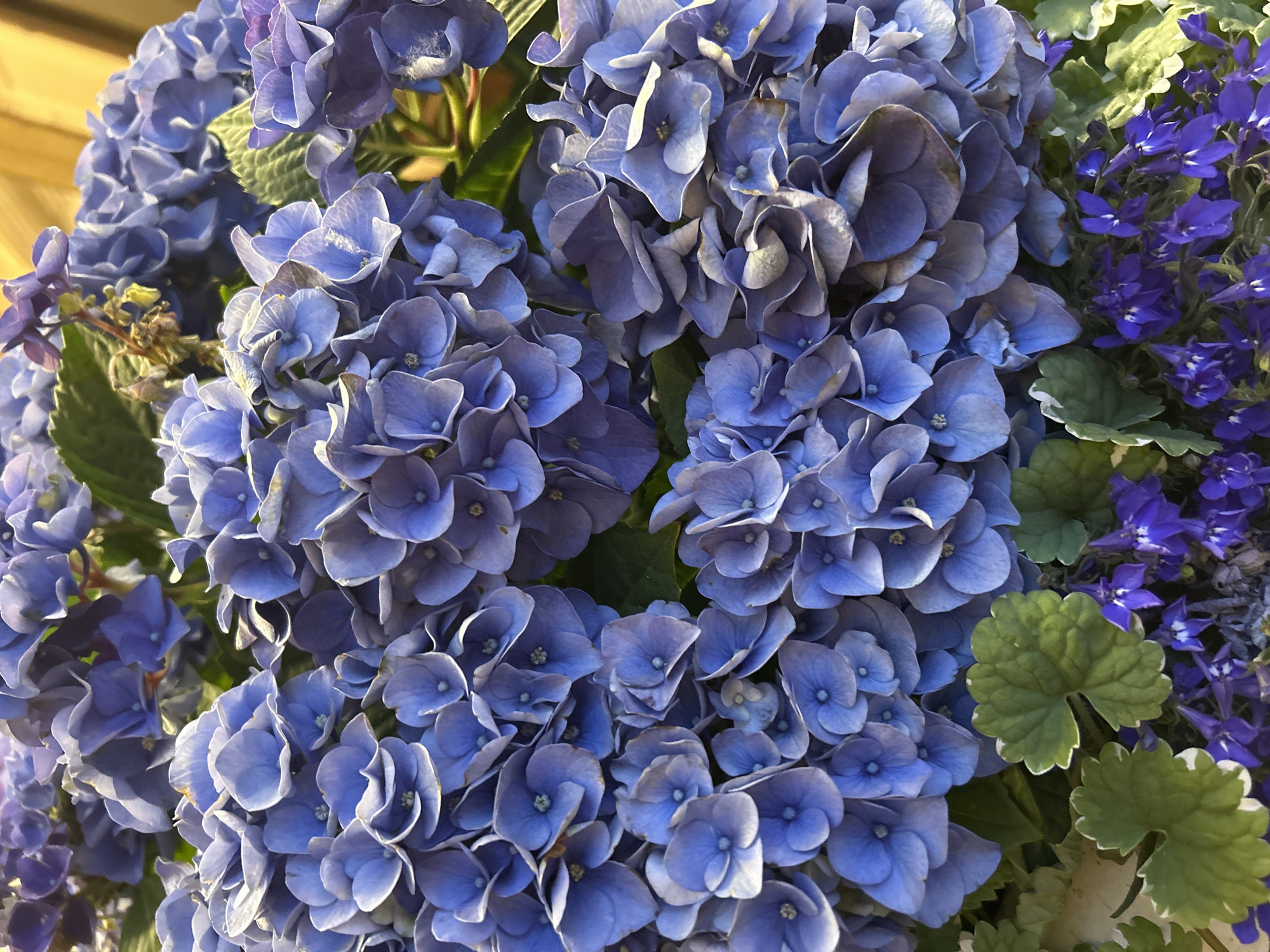 The image is a close-up, overhead shot of a cluster of blue hydrangeas and smaller purple flowers, likely lobelia, and some green leaves. The hydrangeas are in full bloom, with many individual florets forming large, rounded clusters. The petals are a vibrant blue, with some variation in shade, and appear soft and velvety. Some of the flowers are in sharp focus, while others are slightly blurred, creating a sense of depth. The smaller purple flowers are delicate and star-shaped, interspersed among the hydrangeas and leaves. The green leaves are varied in shape and texture, with some having serrated edges. The background is out of focus, with hints of yellow, possibly from a wooden fence or building. There are no people or animals visible in the image. The scene appears to be outdoors, possibly in a garden or a park.