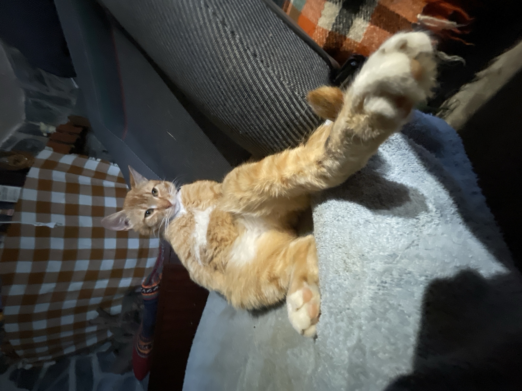 A ginger cat with white markings is sitting on a grey cushioned surface, with its hind legs extended and one front paw visible. The cat is positioned at an angle, looking towards the viewer with alert eyes. In the background, a checkered fabric pattern is visible, along with a dark, textured surface that appears to be furniture. The lighting is dim, casting shadows and highlighting the cat's fur. The location is identified as Zlatograd, Bulgaria, suggesting an indoor setting within a residence.