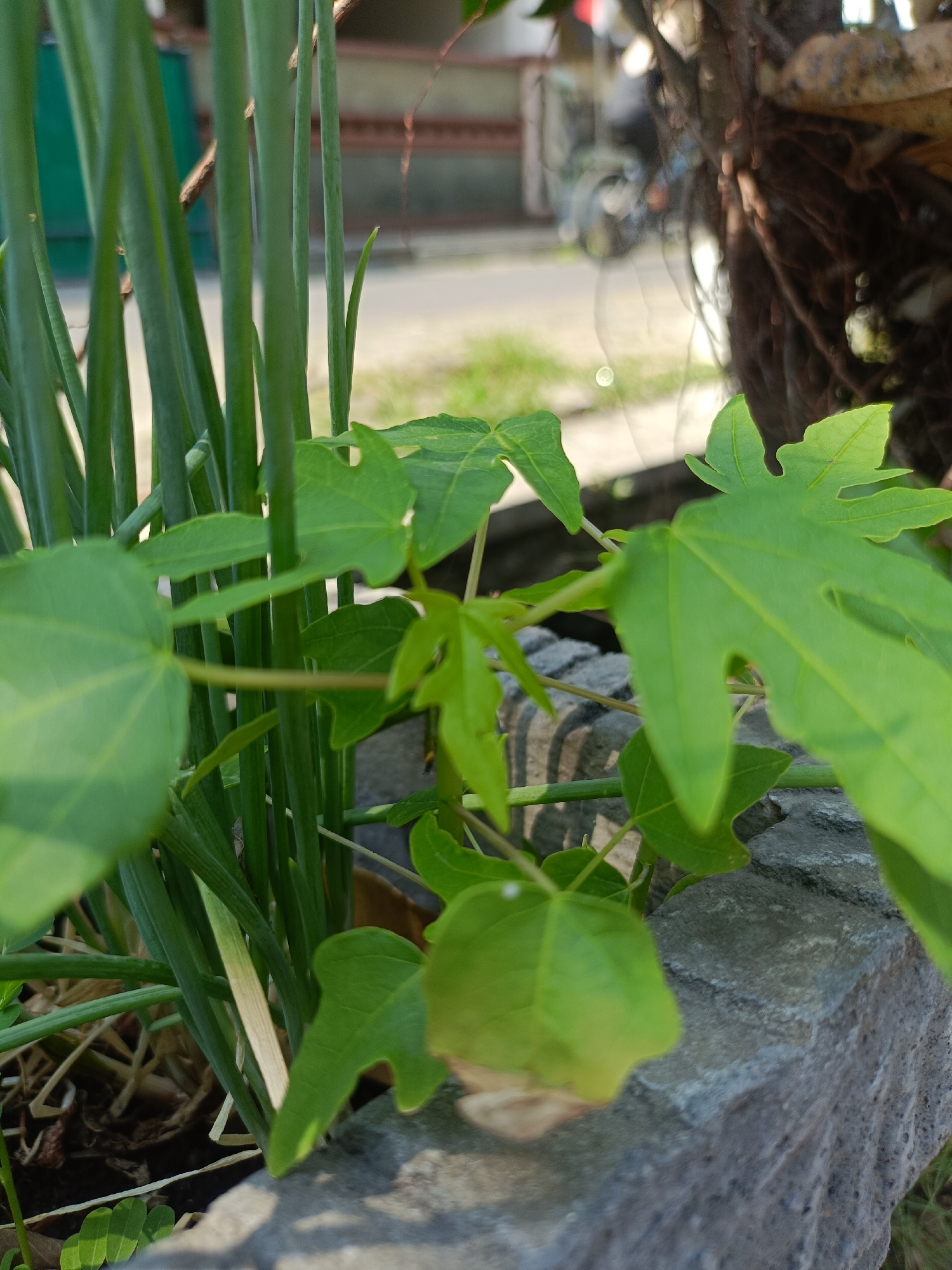 In Kediri City, Indonesia, a close-up, eye-level shot captures a cluster of green papaya leaves in the foreground. These leaves, with their distinctive palmate shape, are partially obscuring a dense collection of tall, slender green stalks, likely from a type of allium such as green onions or chives. The stalks are growing in a dark soil bed, which is bordered by a rough, gray stone wall. In the background, out of focus, a street is visible, with a glimpse of a bicycle and vegetation suggesting an urban or suburban environment. The lighting is bright, indicating it is daytime, and the overall scene is one of everyday greenery within a built environment.