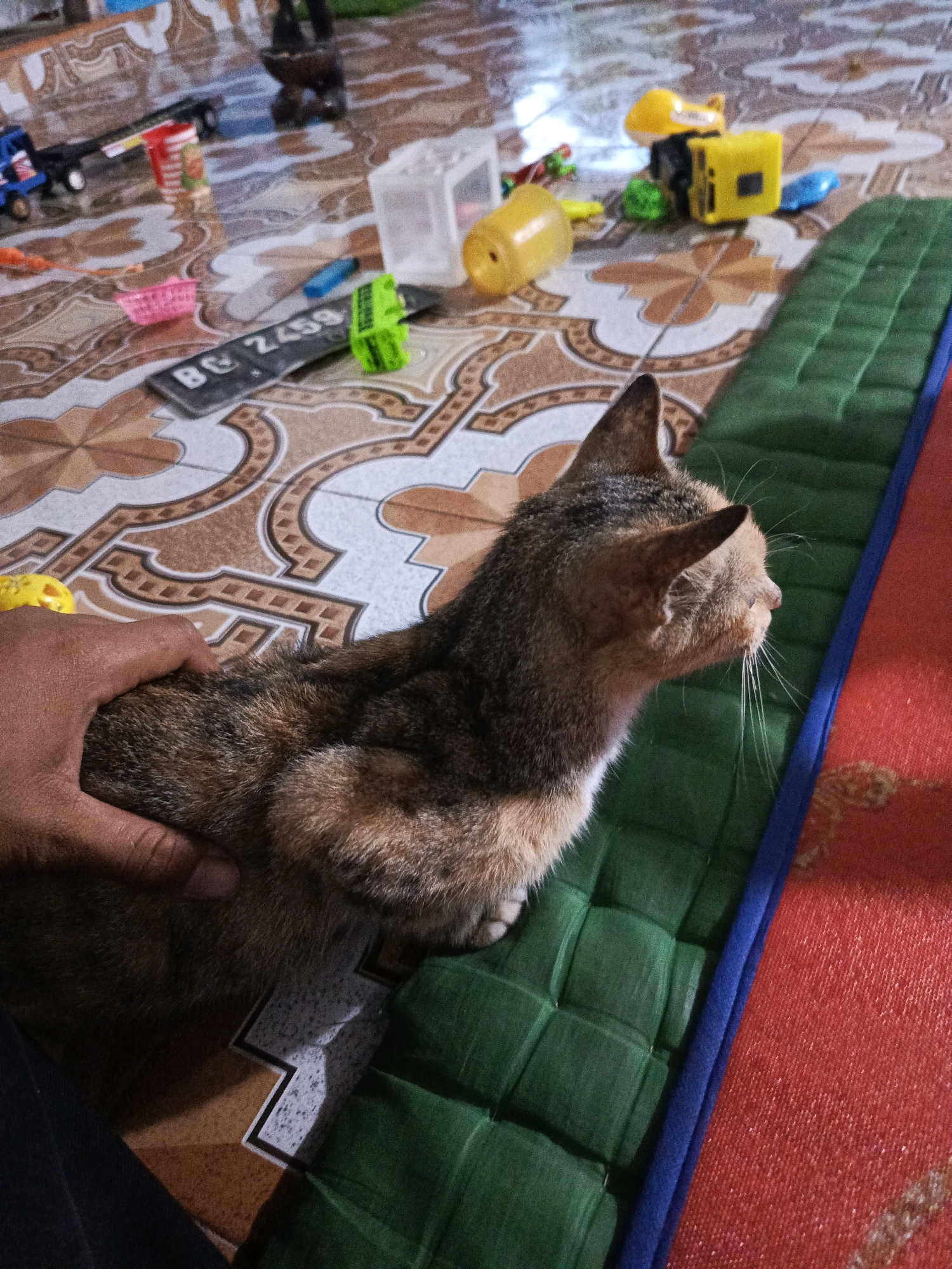 In Pagar Ayu, Indonesia, an indoor scene shows a tabby cat being petted by a person's hand. The cat is positioned on a green woven mat, which is bordered by a blue strip and rests on a red textured surface. The floor beneath is tiled with a repeating pattern of brown and cream geometric shapes. Scattered around the floor are various small toys, including a blue truck, a red and white bucket, a small pink basket, a green toy vehicle, a yellow toy vehicle, and a yellow translucent container. A black license plate with the characters "BG 2459" is also visible. The lighting suggests an indoor environment, possibly a home.