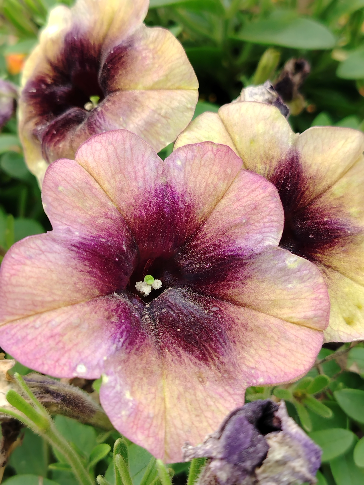 The image shows a close-up of several petunia flowers. The flowers are a mix of light pink and yellow with deep purple centers. The centers of the flowers have a fuzzy texture and a small, bright green stamen. The petals are delicate and slightly translucent, with visible veins. The background is a blur of green foliage, suggesting the flowers are growing outdoors. The image does not provide any information about the city of Гожан, Russia, or any people or specific actions.