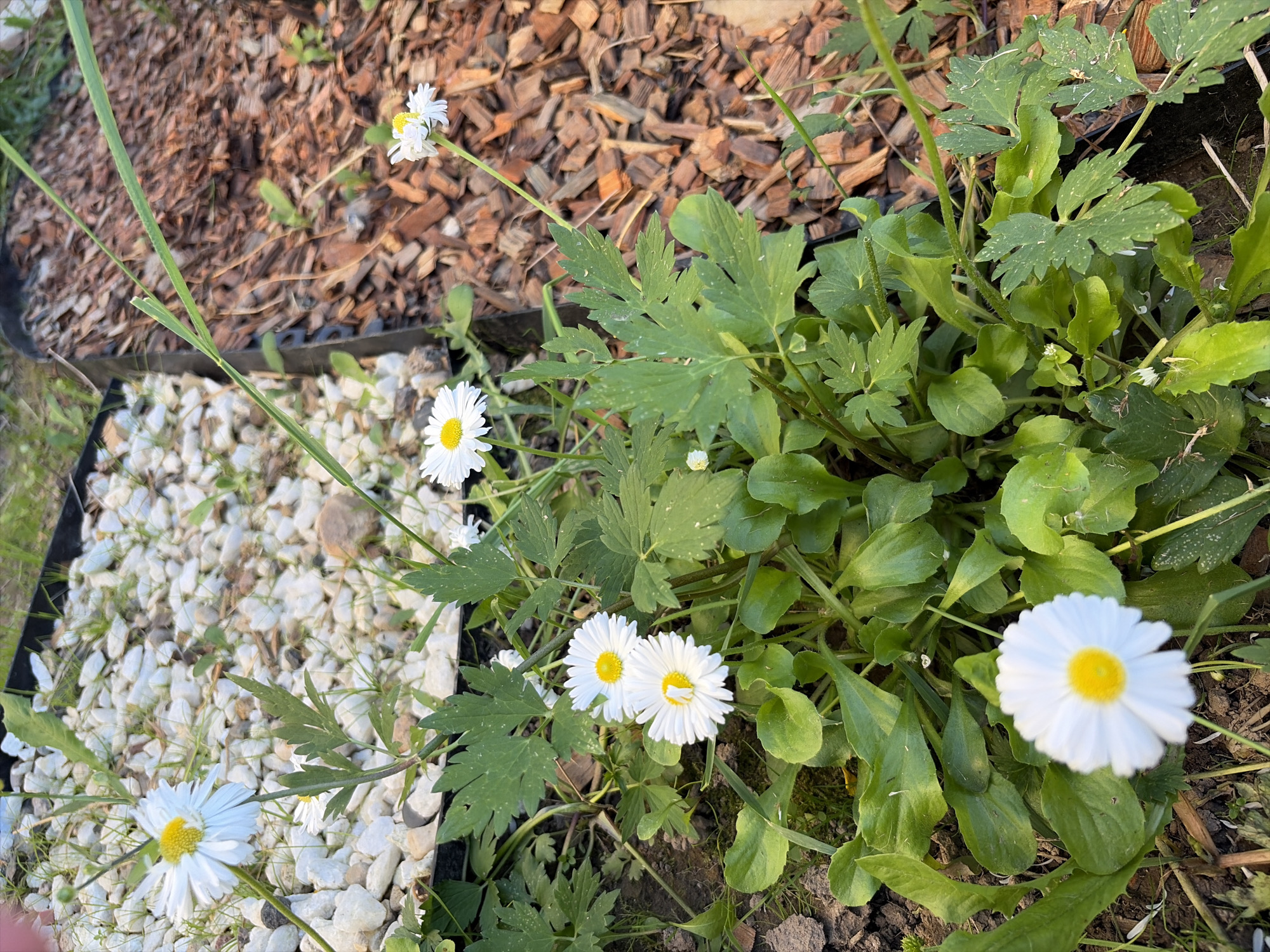 This is a close-up, high-angle photograph of daisies in a garden in Lunevo, Russia. The foreground is dominated by lush green foliage and several white daisies with yellow centers. In the background, there are two distinct ground coverings: a patch of white decorative stones with sparse grass, and an area covered in wood chips. The lighting suggests it is either early morning or late afternoon. There are no people or animals visible in the image.