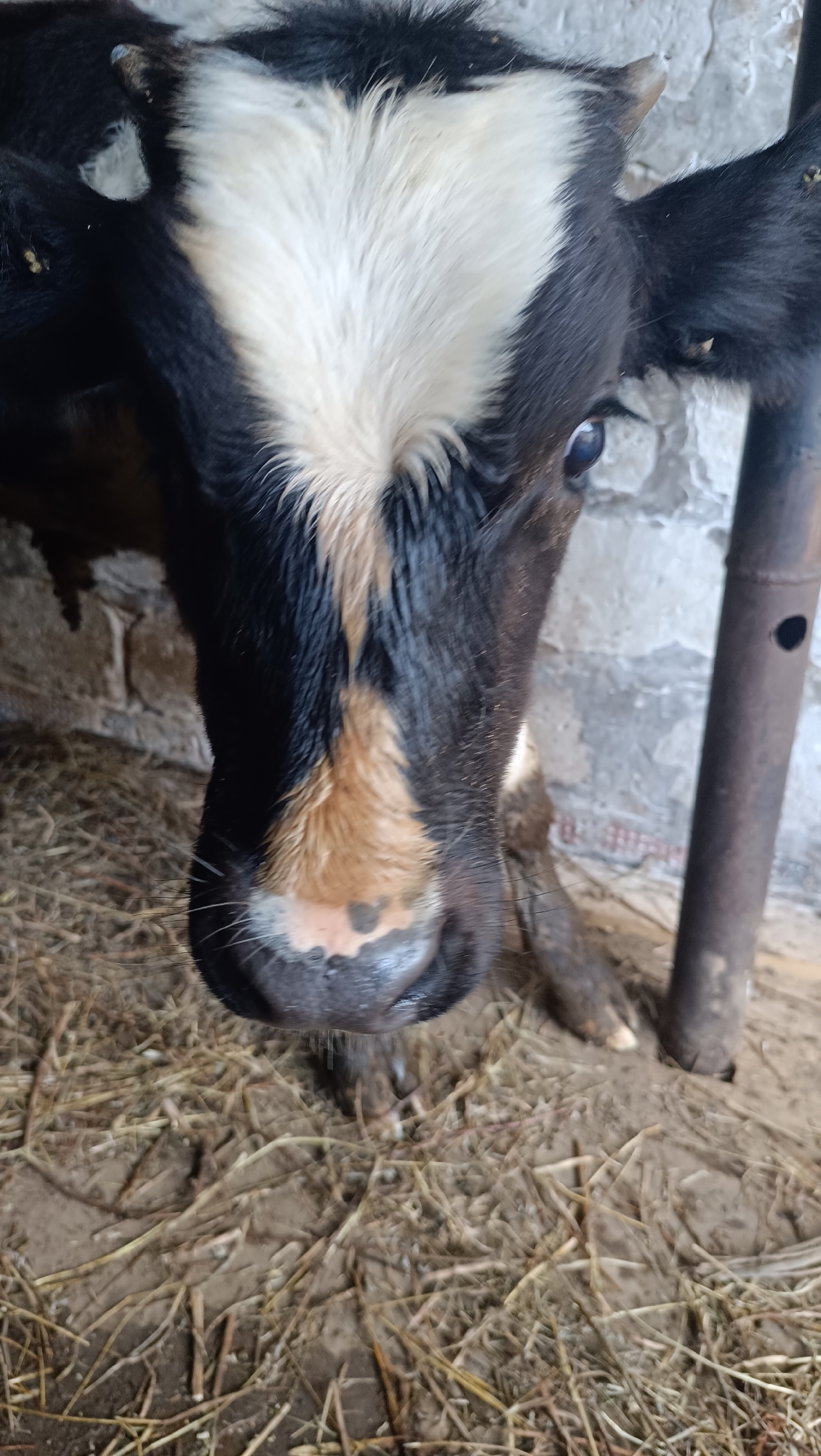 A close-up, low-angle shot shows the head and upper torso of a black and white calf standing in what appears to be a barn. The calf's face is the primary subject, with its dark eyes looking directly at the camera. A white blaze runs down the center of its forehead, contrasting with its black fur. Its muzzle is light brown and wet, with visible whiskers. To the right of the calf, a vertical, dark metal pole with a hole near the top is partially visible, possibly part of a fence or structure. The background consists of a rough, textured wall, likely made of brick or concrete, and the ground is covered with straw and dirt. The image does not provide any specific geographical indicators or context to place it within the city of Karsha, Russia.