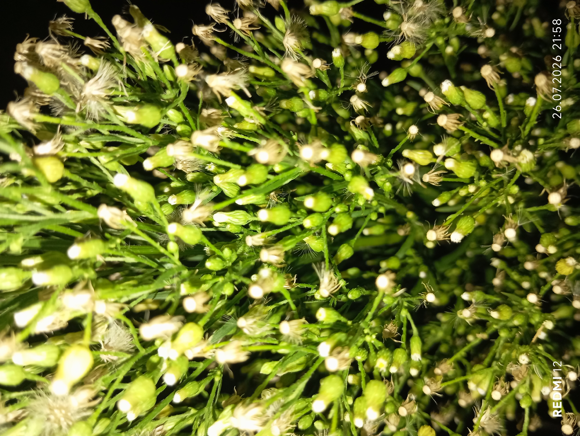 The image is a close-up, slightly blurry photograph of a cluster of small green buds and some dried seed heads of a plant, likely a type of weed or wildflower, against a dark background. The texture of the plant is delicate and feathery, with numerous thin stems and buds. There are no people, animals, or any identifiable man-made objects in the foreground. The lighting appears to be artificial, possibly from a flash, creating bright highlights on some of the buds. In the bottom left corner, the text "REDMI 12" is visible, indicating the camera used. In the bottom right corner, the date and time "26.07.2026 21:58" are displayed. There is no specific information within the image itself to indicate the location in the city of Smila, Ukraine.