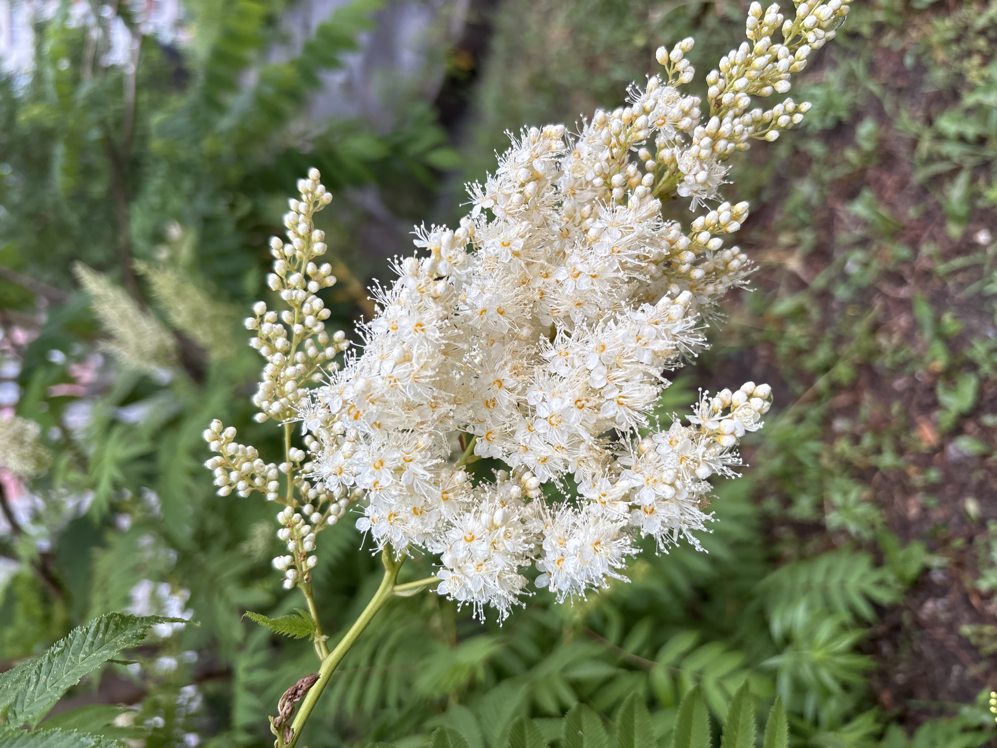 The image depicts a close-up view of a flowering branch with small white blossoms and buds, set against a blurred background of green foliage and a hint of a sidewalk or path. The blossoms are delicate, with numerous white stamens radiating from small yellow centers. The branch itself is thin and green, with a few remaining leaves. The overall lighting suggests an overcast day, with soft, diffused light. The scene is devoid of any human presence or activity. The environment appears to be an outdoor urban setting, possibly a park or a residential area with greenery, in Blagoveshchensk, Russia.