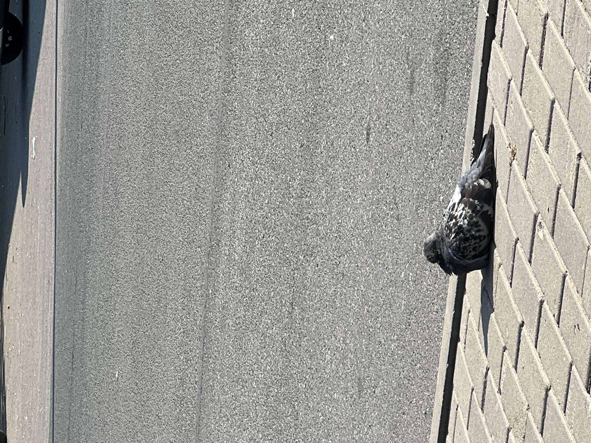 A pigeon with gray and white plumage is resting on a light gray paved walkway adjacent to a dark gray asphalt road. The pigeon is facing to the right. The walkway is composed of rectangular pavers laid in a grid pattern. The road surface appears textured and slightly worn. A shadowed area from an unseen object falls across the walkway to the left of the pigeon. The background is dominated by the asphalt road, with a faint shadow of a vehicle visible at the top edge of the frame. The scene is outdoors in daylight.