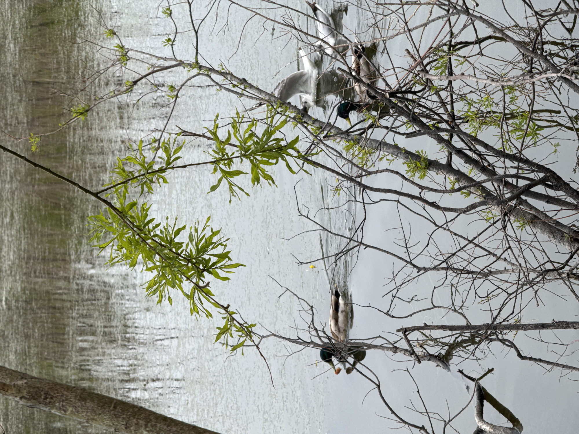 The image captures a serene natural scene on a body of water, possibly a lake or pond, where several ducks and seagulls are present. In the foreground, a tree trunk is visible on the left, partially obscuring the view of the water. Branches of a leafless tree, with new green leaves emerging, extend across the frame, adding a touch of spring to the scenery.
A male mallard duck with its characteristic green head is swimming in the middle of the frame, heading towards the left. Another duck, likely a female mallard, is swimming behind it. To the right, two seagulls are in the water. One seagull is in the process of landing or taking off, with its wings spread. The water's surface is calm, with reflections of the surrounding trees and sky visible, creating a slightly abstract, textured effect. A single yellow bobber is noticeable in the distance, suggesting potential fishing activity.
The overall atmosphere is peaceful and natural. The image appears to have been taken in an outdoor environment, likely a park or a natural reserve within or on the outskirts of Petropavlovsk-Kamchatsky, Russia. The presence of diverse birdlife and the characteristic vegetation point to a temperate climate, possibly during the spring season given the new leaf growth.