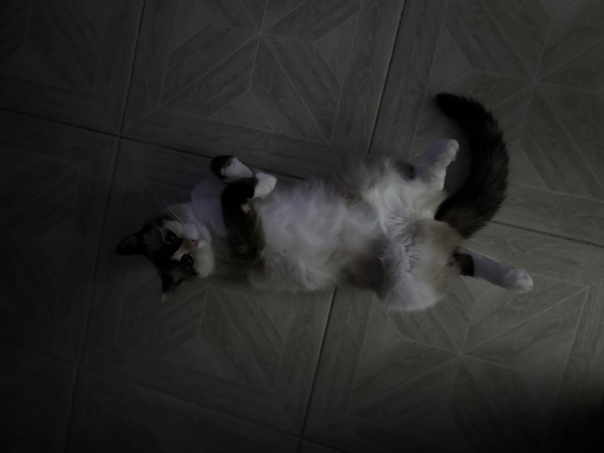 A cat is lying on its back on a tiled floor. The cat is mostly white with dark patches on its face and tail. The floor is made of large, square tiles arranged in a geometric pattern. The location is inferred only from user context.