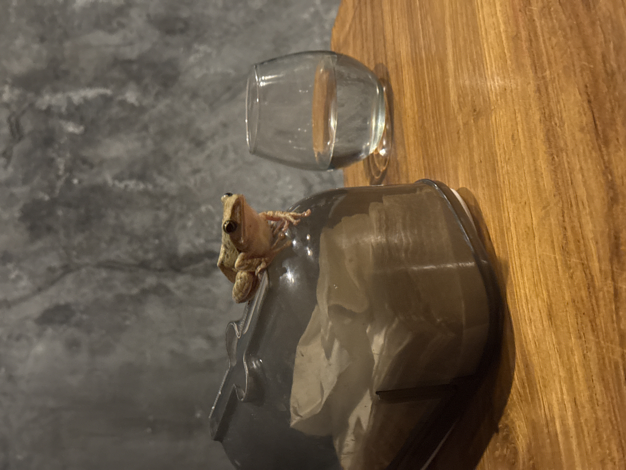 A light brown frog with dark stripes sits on top of a dark gray, translucent plastic container. The container is filled with crumpled white paper. To the right of the container, there is a clear glass filled with clear liquid. Both objects are placed on a wooden surface, which is lit from the right, casting shadows. The background is a textured, dark gray wall. The overall scene suggests an indoor environment, potentially a home or a shop in Sukawati, Indonesia.