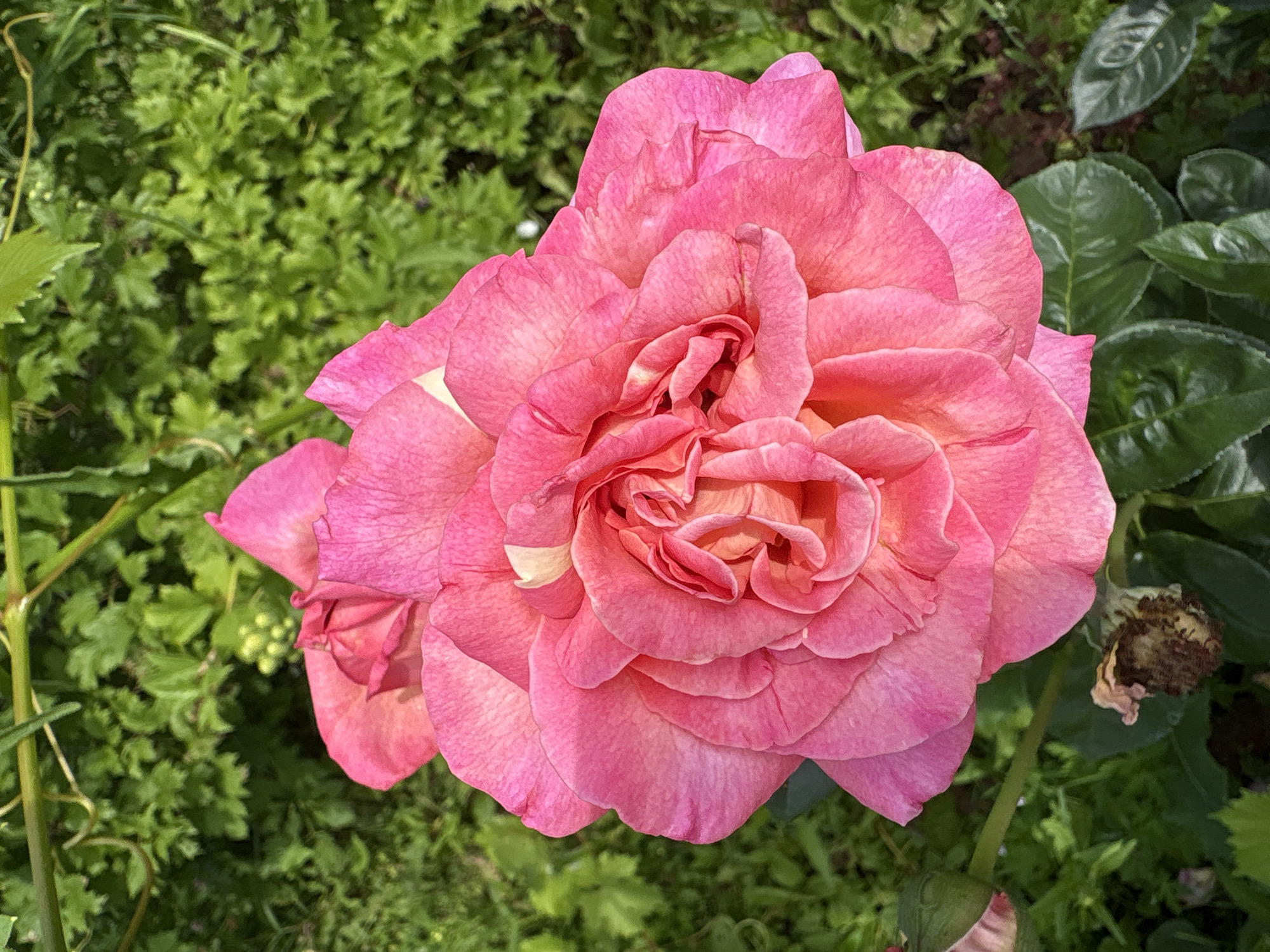 A close-up, high-angle shot captures a vibrant pink rose in full bloom, its petals layered and unfurling towards the center. The rose is the dominant subject, taking up most of the frame, with its color graduating from a deep pink on the outer petals to a lighter, peachy hue towards the core. The background is a blur of lush green foliage, suggesting a garden setting. In the lower left portion of the image, a single rose bud, partially unfurled and a lighter pink, is visible, along with some dried, brown spent rose blooms below it. Green stems and leaves of the rose plant are also present. The scene is set outdoors, with the natural lighting suggesting it was taken during the daytime. There are no people or animals visible in the image. The image was taken in Dubrovino, Russia.