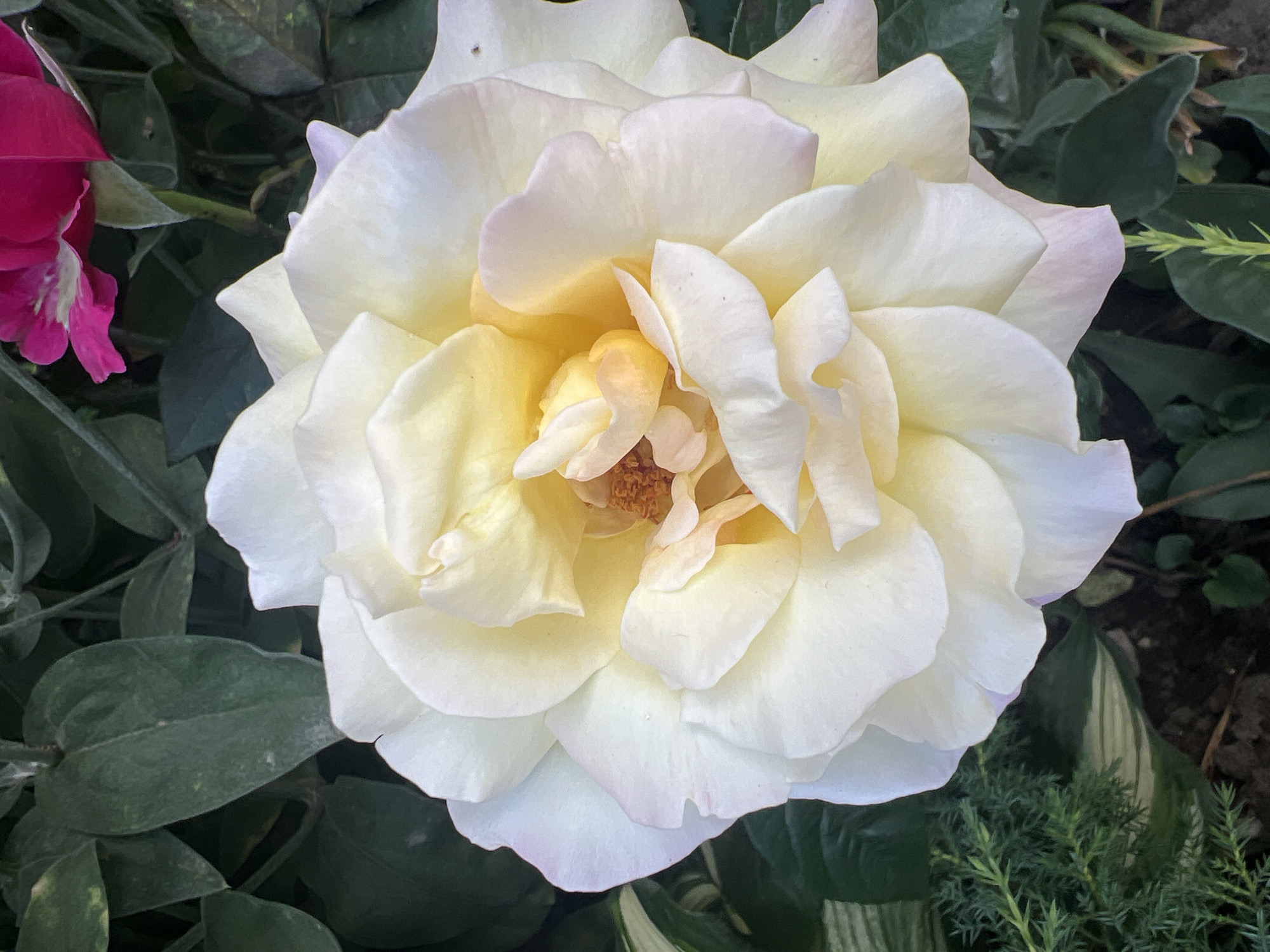 A close-up, overhead shot features a fully bloomed pale yellow rose with delicate, ruffled petals. The rose's center reveals a cluster of brown stamens, hinting at its natural beauty. Surrounding the rose, a backdrop of dark green foliage adds depth and contrast, with a hint of a bright pink flower peeking into the upper right corner. The foreground is adorned with finely textured green foliage, likely a type of juniper, adding a touch of delicate greenery. The scene appears to be a garden setting, possibly in a park or residential area, given the presence of multiple plants and the natural light. The overall impression is one of serene botanical beauty.