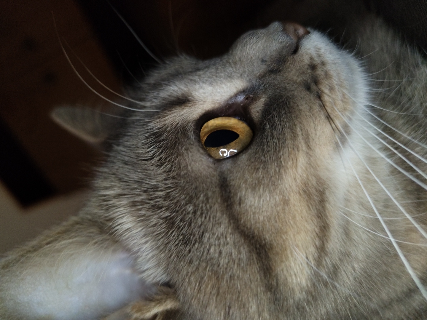 A close-up, side profile shot captures the face of a tabby cat. The cat has large, amber-colored eyes with black pupils, and its fur is a mix of gray and brown stripes. Its long, white whiskers are fanned out across its face. The background is dark and out of focus, providing a stark contrast that highlights the cat's features. The lighting emphasizes the texture of its fur and the shine in its eyes. There are no people or other animals visible in the image. The location is unknown.