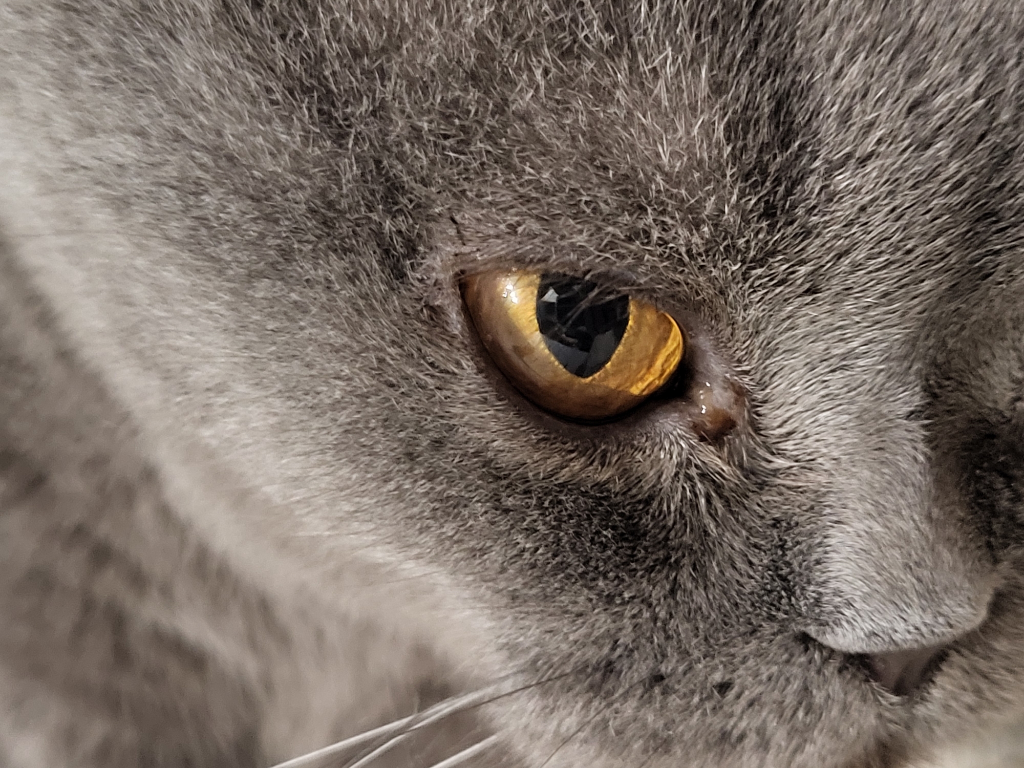 A close-up, side-view, eye-level shot focuses on the eye and fur of a grey cat. The cat's left eye, with a golden iris and a black pupil, is visible. The fur is short and dense. There is some moisture visible in the corner of the eye. The background is blurred and does not provide context about the location.