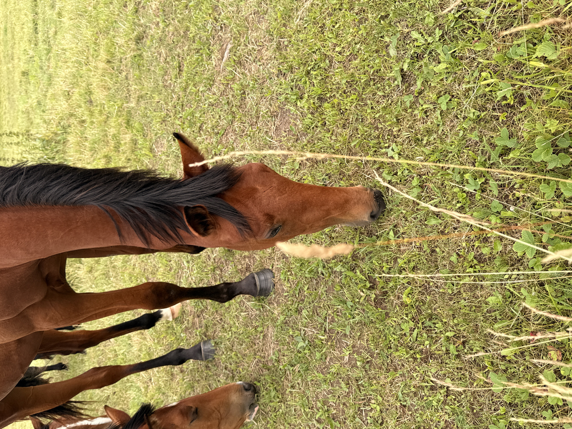 The image captures a close-up of several brown horses grazing in a grassy field. One horse in the foreground is actively eating, with its head down towards the grass. Another horse's head is visible to the left, also appearing to graze. The background consists of a blurred green field, suggesting an open, rural environment. There are no people or buildings visible in the frame. The scene is consistent with a farm or pasture located in the countryside, such as the village of Galinė, Lithuania, known for its agricultural landscapes.