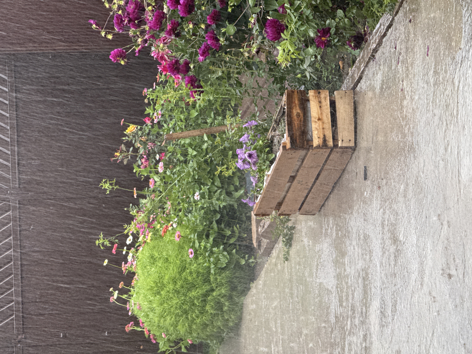 The image shows a heavy downpour in a garden. The foreground is dominated by a wet concrete path and a wooden planter box containing purple petunias. To the left of the path, a lush green bush is visible, bordering a flower bed filled with pink, white, and yellow zinnias. To the right, a dense cluster of vibrant magenta dahlias adds a dramatic splash of color. Behind the flowers, a dark wooden fence forms the background. The rain is falling intensely, creating a blurred effect on the fence and the flowers, and puddles are forming on the path. The overall impression is one of a garden experiencing a severe summer shower. The location is specified as Boru-Bash, Kyrgyzstan, which suggests a rural or semi-rural setting with a garden, common in such locations.