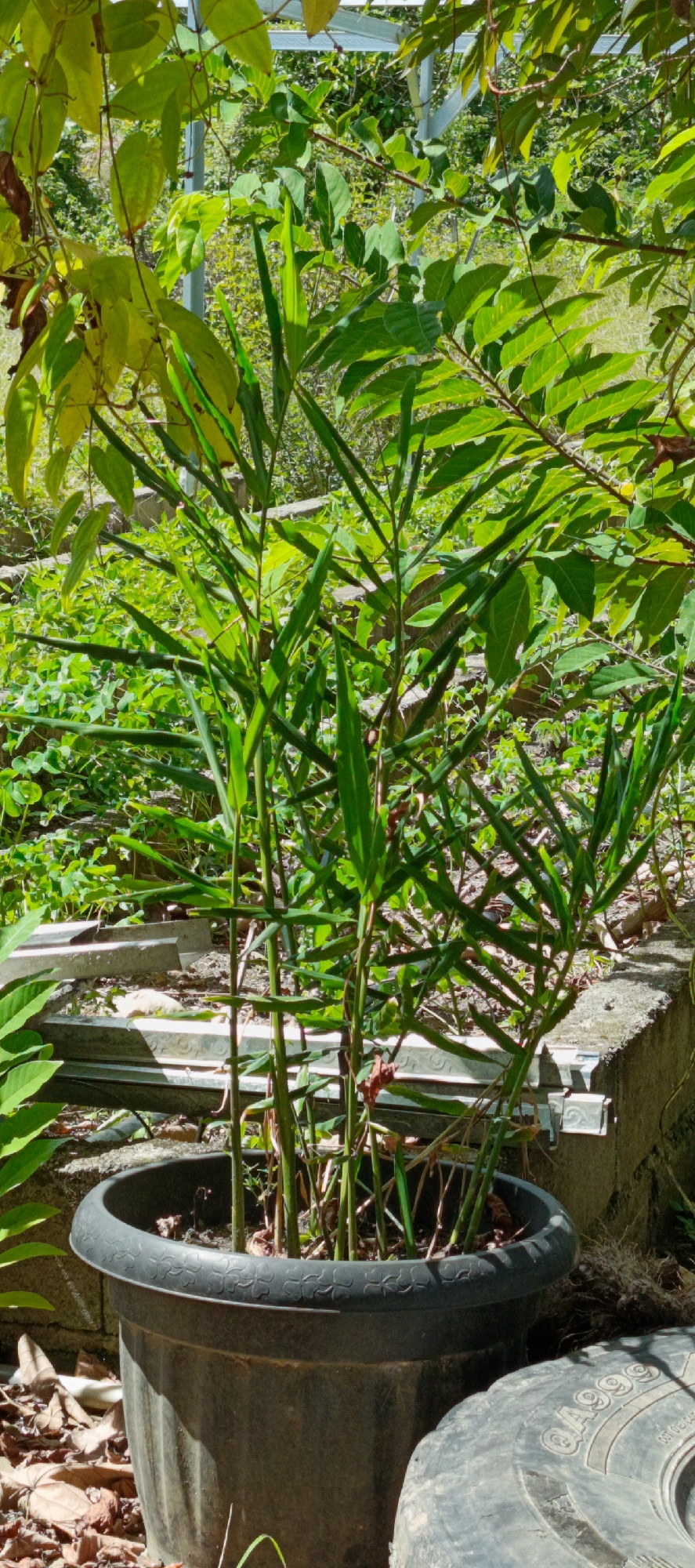 In the city of Meunasahmesjid, Indonesia, a close-up shot captures a potted ginger plant, its tall green stalks and leaves dominating the foreground. The plant is housed in a large, dark grey plastic pot with a decorative rim, placed outdoors. Behind the pot, the environment reveals a textured concrete structure and an abundance of lush green vegetation, suggesting a garden or natural setting. Debris, including dried leaves and a discarded tire, are visible in the lower portion of the frame, hinting at an outdoor storage or neglected area. The lighting indicates a bright, sunny day, casting shadows and highlighting the vibrant green hues of the foliage.