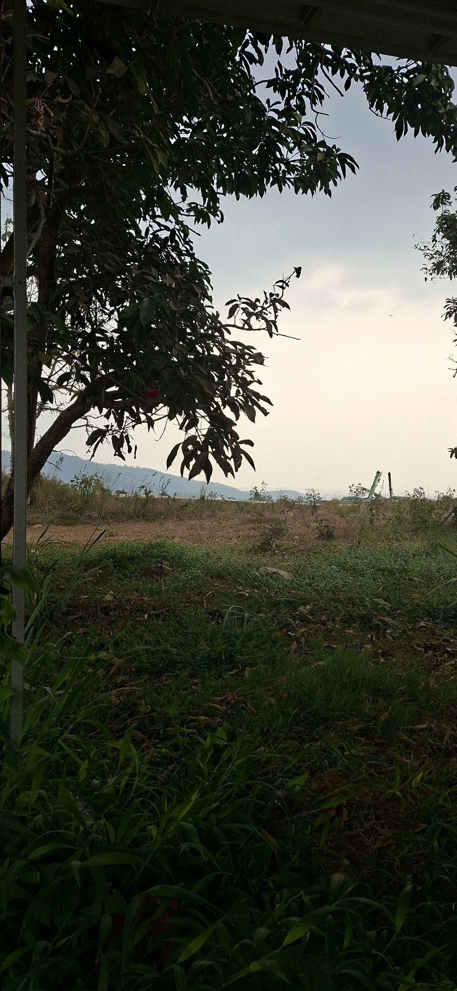 A view of a rural landscape in Ciheulang Tonggoh, Indonesia, is captured from under the shade of a tree. In the foreground, the dense green foliage of grass and fallen leaves covers the ground. A large tree with dark green leaves and a visible red fruit dominates the left side of the frame, its trunk supported by a metal pole. The middle ground features a patch of dry grass and sparse vegetation, with a dusty path stretching across it. In the background, rolling hills are visible under a pale, overcast sky. A large green construction crane stands prominently in the middle distance, its presence suggesting ongoing development or activity. The scene is serene and natural, with a hint of human presence through the crane and the metal pole.