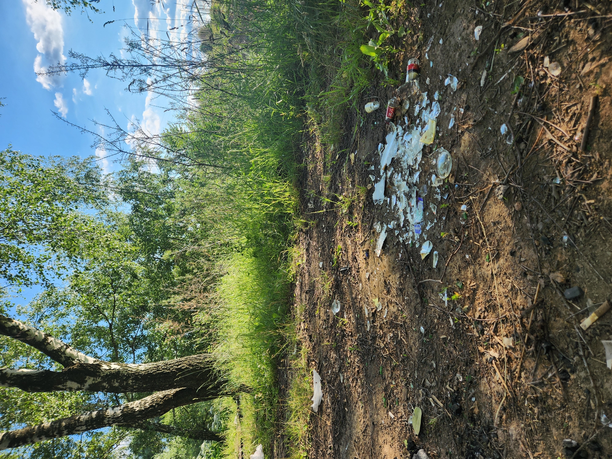 The image depicts a natural setting marred by litter. The foreground is a dirt path with sparse vegetation, strewn with broken glass bottles, cans, and plastic debris. Among the litter, a red and white can with Cyrillic writing is visible, along with fragments of clear and colored glass. A white plastic bag is also present near the grass.
To the left of the path, lush green grass and various plants grow, bordering a wooded area with leafy trees. The trees in the immediate left foreground appear to be birch trees, with their characteristic white bark and dark markings. In the background, more trees and foliage create a dense green canopy.
The sky above is a clear blue, dotted with fluffy white clouds. The lighting suggests it is daytime, with sunlight casting shadows on the ground, highlighting the textures of the dirt and debris.
The scene conveys a sense of neglect and environmental pollution, contrasting the natural beauty of the landscape with the unsightly presence of trash. The location is identified as Yudino, Russia, suggesting a natural area near a populated region that has become a dumping ground. No people are visible in the image.