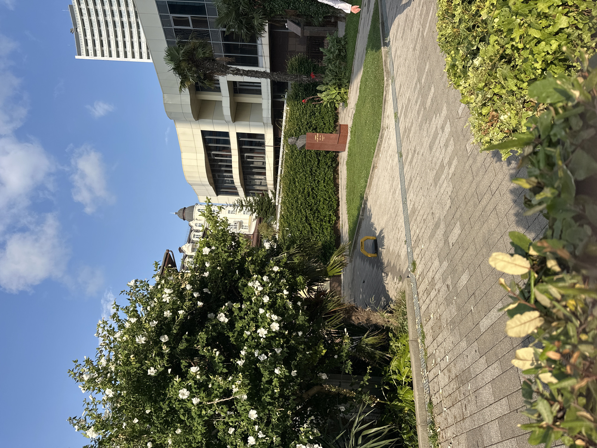The photograph captures a scene in the city of Sochi, Russia, likely in a public square or park area. In the foreground, a paved walkway made of interlocking grey pavers leads towards a green lawn. To the left, a lush tree covered in white flowers dominates the view, with palm trees and other greenery also present. Behind the tree, a hedge forms a backdrop.
Further back, a modern building with a curved facade and large windows is visible, along with a taller, multi-story building in the distance. A statue of a man's bust on a pedestal stands in front of the hedge. To the right of the frame, a person in a white shirt is walking away from the camera. The sky is clear blue with a few scattered clouds, and the sunlight suggests it is a bright, daytime scene. A yellow, U-shaped barrier is visible on the paved area near the hedge.