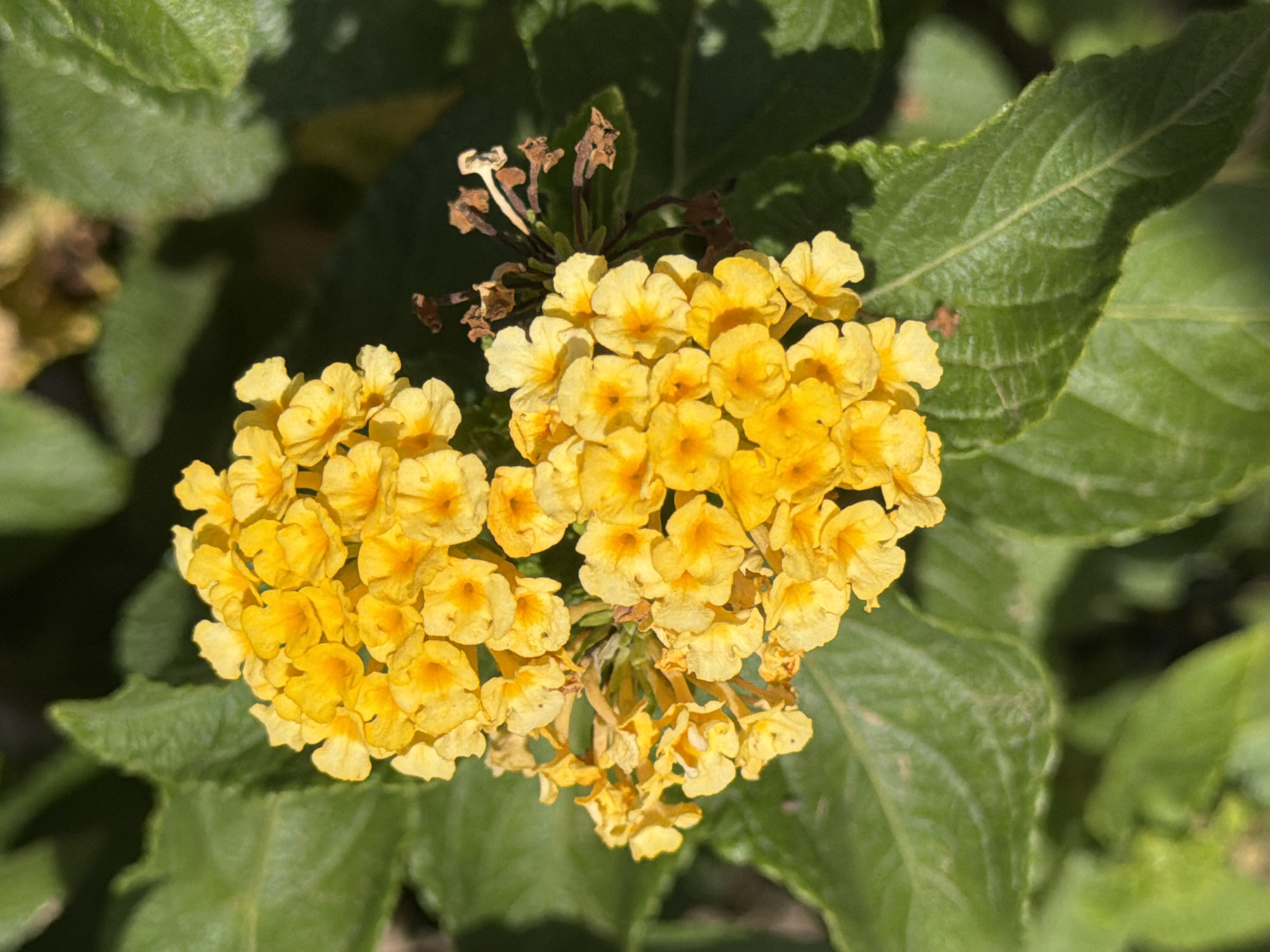 A close-up, overhead shot shows a cluster of bright yellow flowers, likely Lantana, in the city of Palmanova, Spain. The flowers are tightly packed, with many small, individual blooms forming a larger, rounded inflorescence. Green leaves, some with a slightly fuzzy texture, surround and provide a backdrop for the vibrant yellow blossoms. Some of the flowers appear to be older and have begun to dry, with brown stems and dried flower remnants visible among the fresh blooms. The lighting suggests it is daytime, with shadows indicating the sun is casting light from the upper right.
