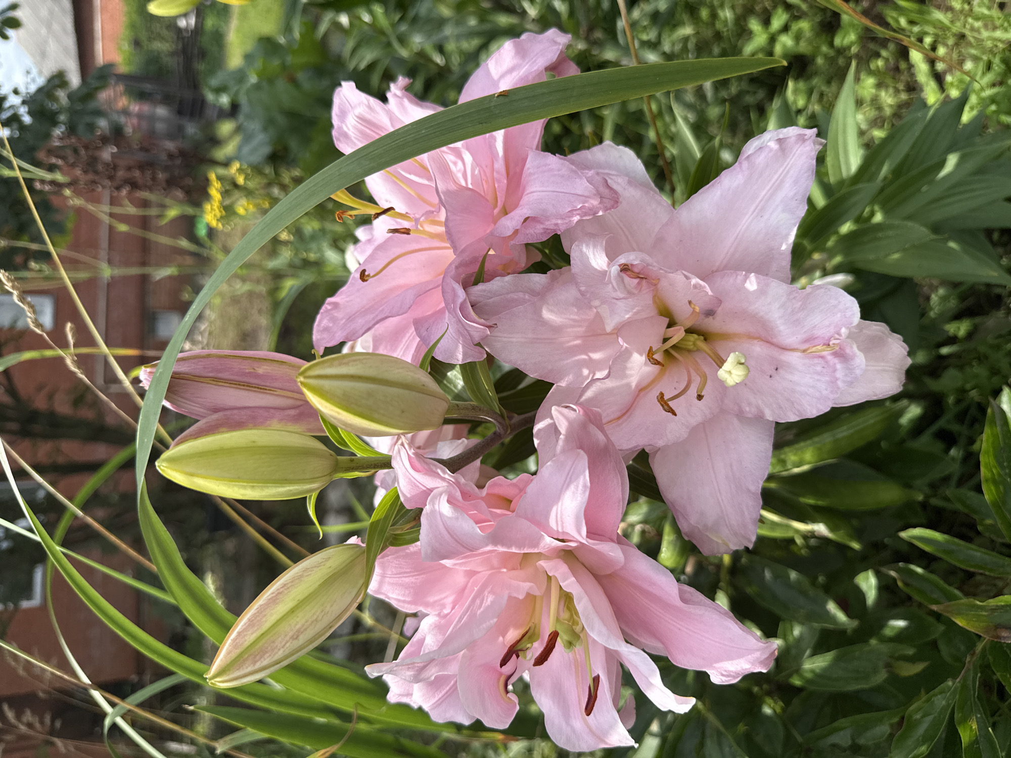 The image depicts a close-up view of a cluster of pale pink lilies in bloom, set against a backdrop of lush green foliage. Several lily buds, in various stages of opening, are visible, exhibiting a pale green hue with hints of pink. The flowers are characterized by their delicate, ruffled petals and prominent stamens tipped with dark anthers. A long, thin green leaf arcs across the upper portion of the frame, partially obscuring some of the flowers and buds. In the blurred background, glimpses of residential buildings with brick facades and pitched roofs can be seen, along with scattered yellow wildflowers and trees, suggesting an outdoor setting in a garden or yard. The overall impression is one of natural beauty and the vibrant life of a summer garden. The image was captured in the village of Khokhryaki, Russia.