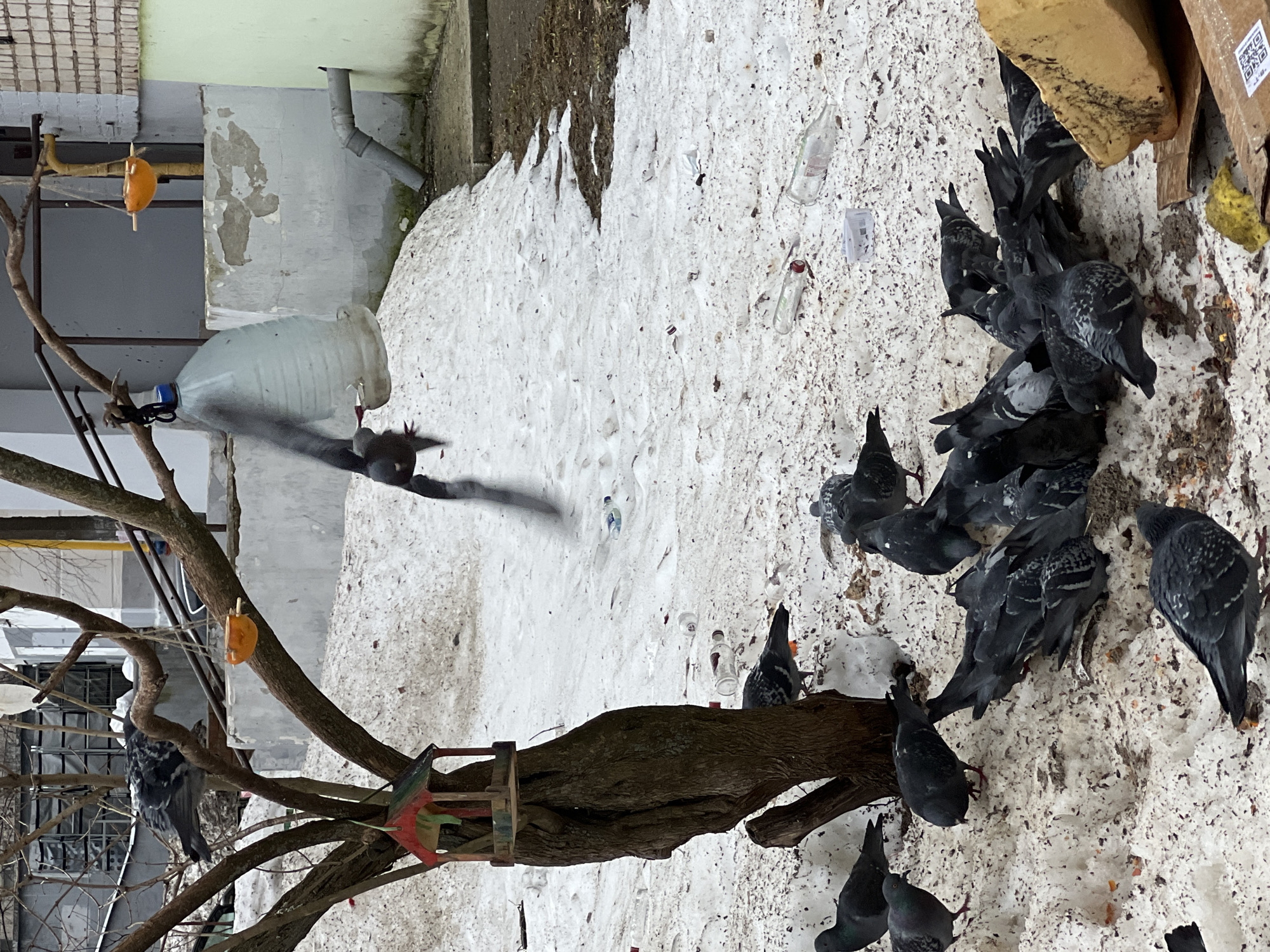 The image depicts a winter scene in what appears to be an urban area, likely in Chaikovsky, Russia. A flock of pigeons is gathered on a snow-covered ground littered with debris, including plastic bottles. The birds are clustered around a tree trunk, some perched on it while others are on the ground. The tree features a homemade bird feeder and a plastic bottle, possibly used as a water source for the birds. The background shows a building with peeling paint and a drainage pipe. The overall impression is of a neglected urban environment where birds are finding sustenance. One pigeon is captured in mid-flight near the tree.
