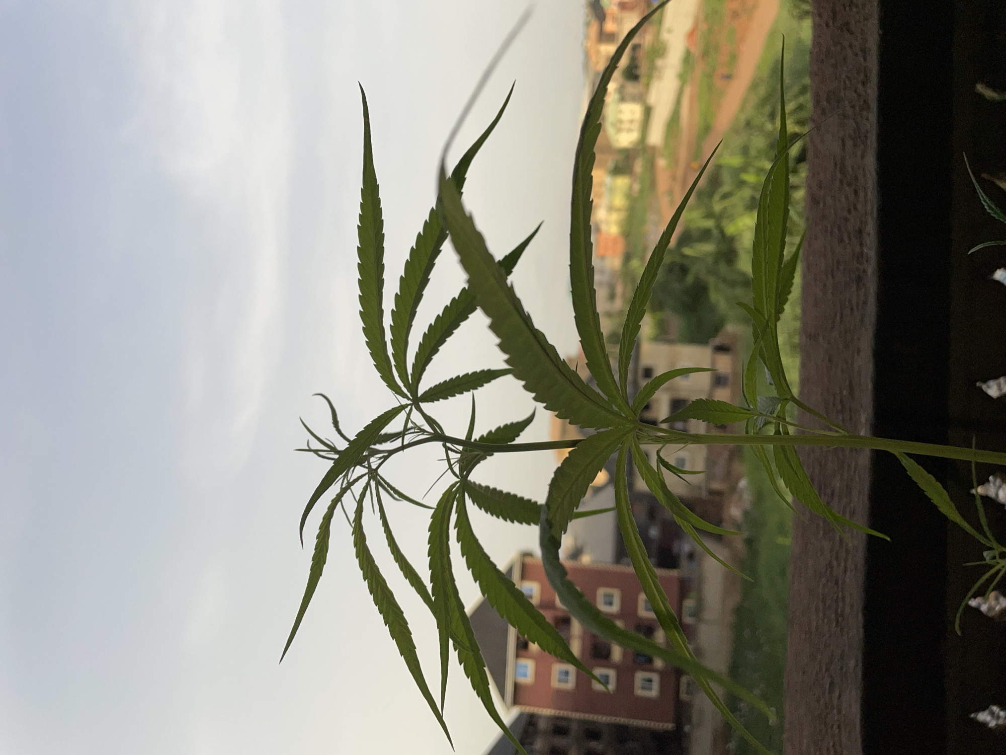 The image shows a marijuana plant growing on a balcony in Nkpor, Nigeria. The plant has several serrated leaves and is positioned in front of a cityscape, including residential buildings and green spaces. The sky is overcast and light. The plant is the main subject, while the cityscape provides the background context.