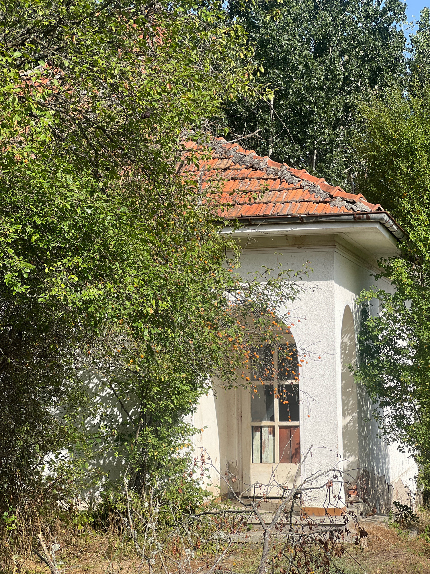 The image shows a small, white, stucco building with a red-tiled roof, partially overgrown with green trees and bushes. The building has an arched doorway or window with a pane of glass that appears to be divided into sections. Small orange fruits are visible on a tree branch in front of the building. The scene suggests a rural or abandoned setting, possibly in the village of Zelenikovo, Bulgaria, given the context. The environment is sunny with shadows cast on the building's facade.