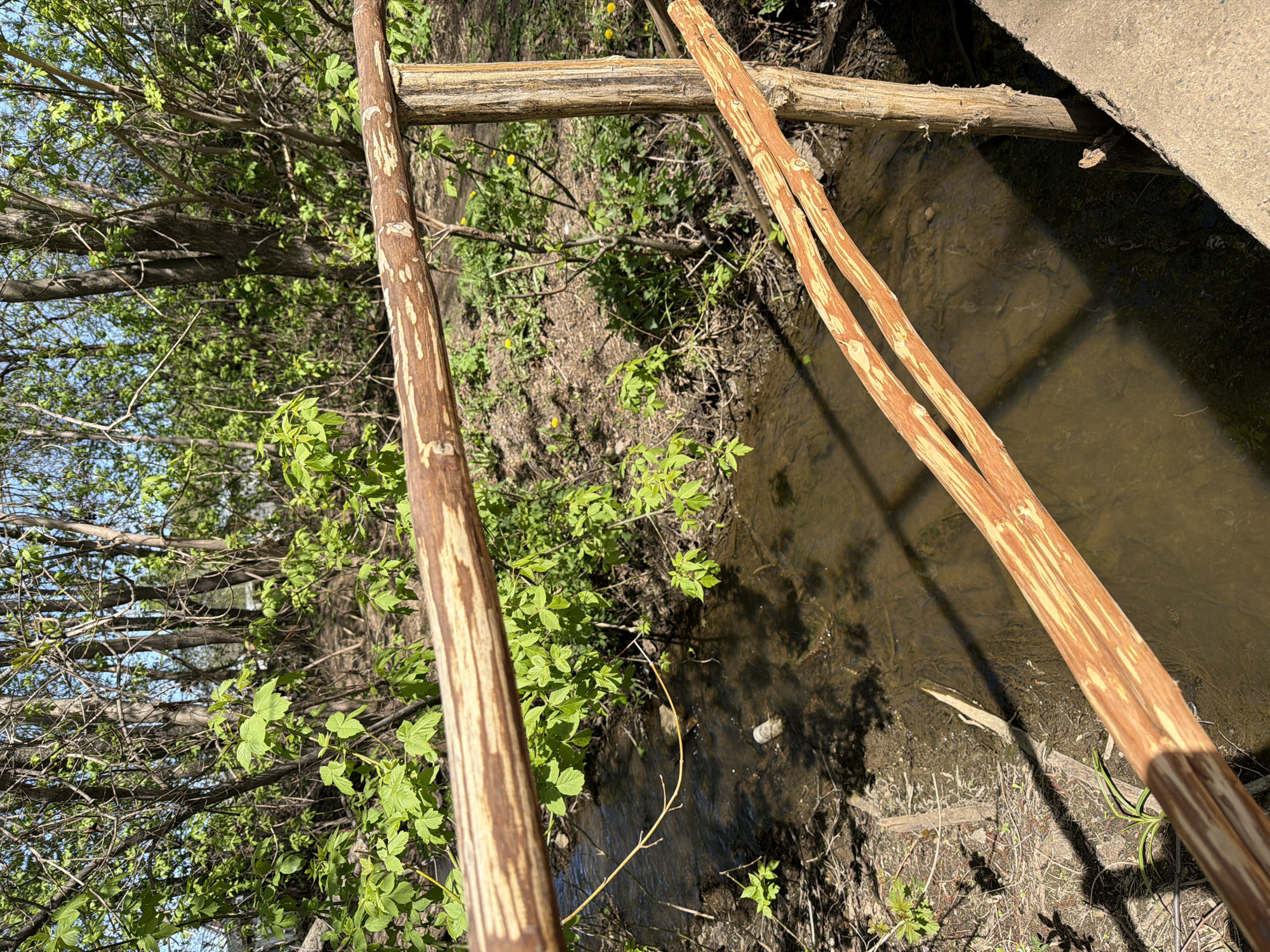 A view of a stream in a wooded area, possibly in Chaikovsky, Russia, is visible through a makeshift wooden frame, suggesting a human intervention. The frame consists of vertical and horizontal wooden posts. The stream flows under a concrete structure, partially visible on the right edge. The water is murky. Vegetation is abundant on the stream banks and the adjacent area. A plastic bottle floats in the water. The scene is bathed in sunlight.