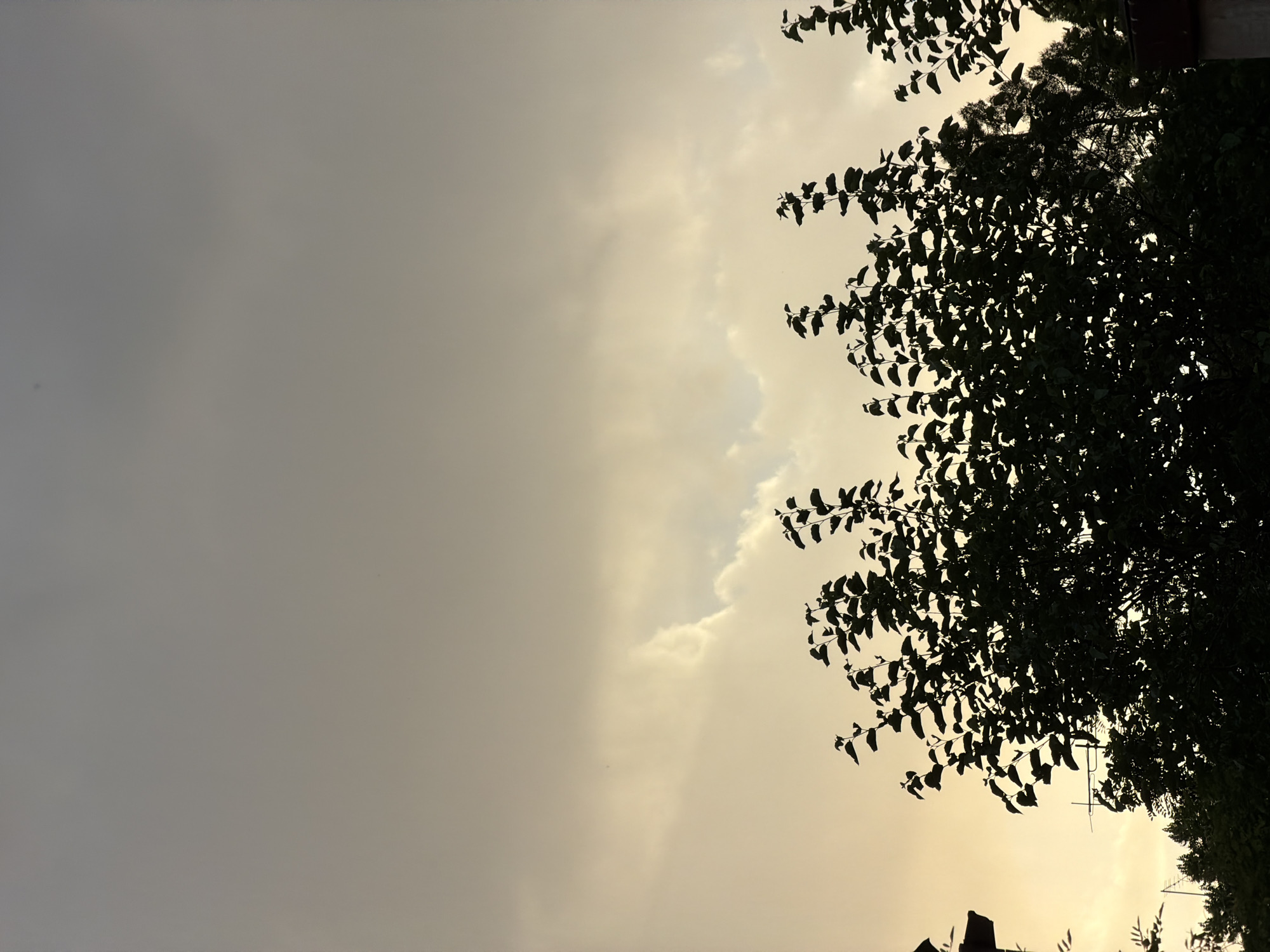 The image shows a silhouetted treeline against a cloudy sky. The sky is a muted yellow and grey, suggesting either dawn or dusk. In the foreground, the dark silhouettes of various trees and foliage dominate the lower portion of the frame. On the far left, a dark, angular structure, possibly a building's roofline, is visible. In the distance, behind the foreground trees, other trees and what appears to be a rooftop with a dark brown, sloped surface can be seen. The overall impression is one of a natural scene with man-made structures at the periphery, set against an overcast sky. This photograph was taken in the city of Sofia, Bulgaria.