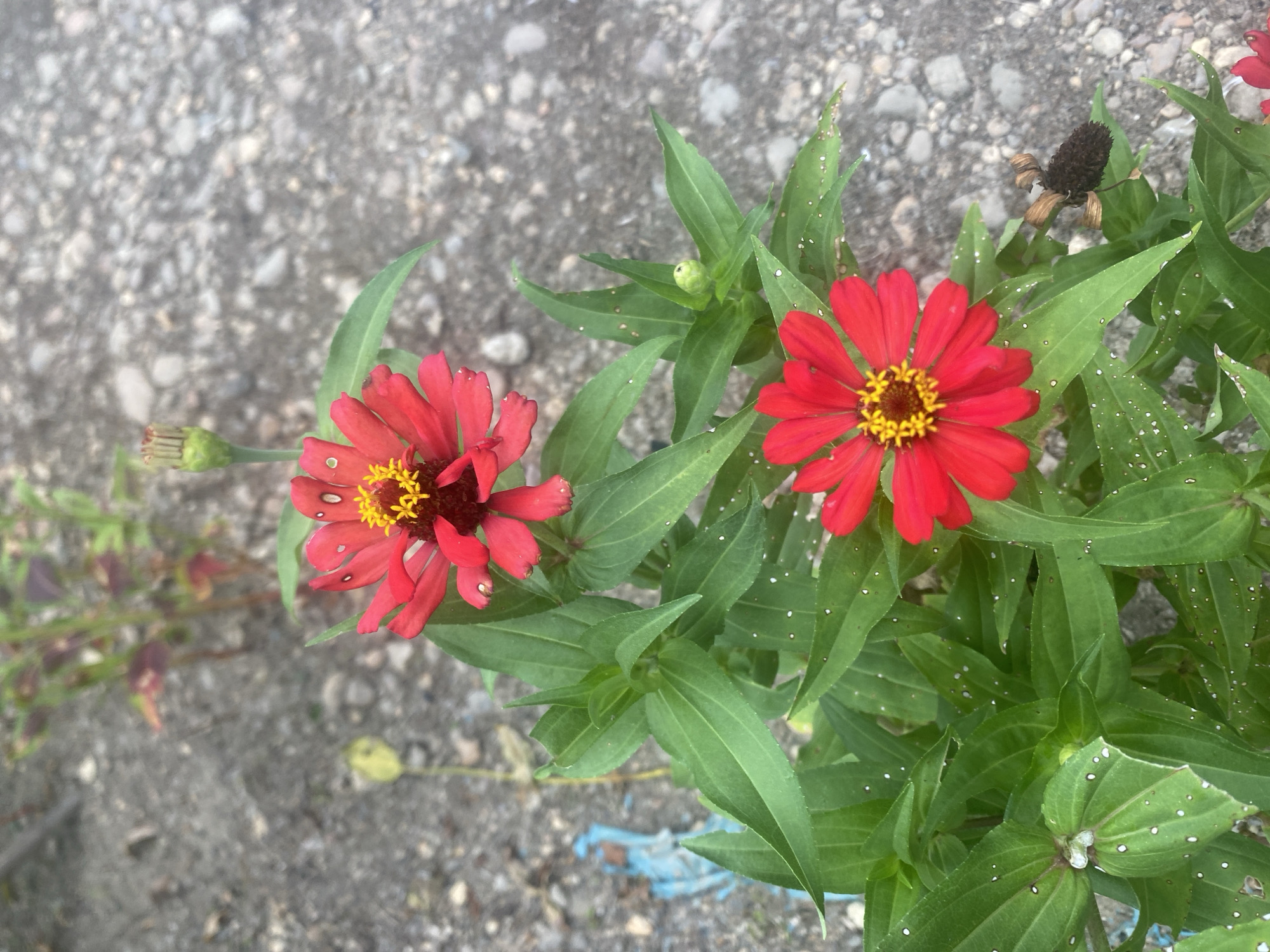 The image shows two red zinnia flowers with yellow centers, surrounded by green leaves. One flower is fully open, while the other is partially open. There is a dried flower head and unopened buds on the plant. The background is a gray, cracked concrete surface. The location is inferred to be Kebonbaru, Indonesia.