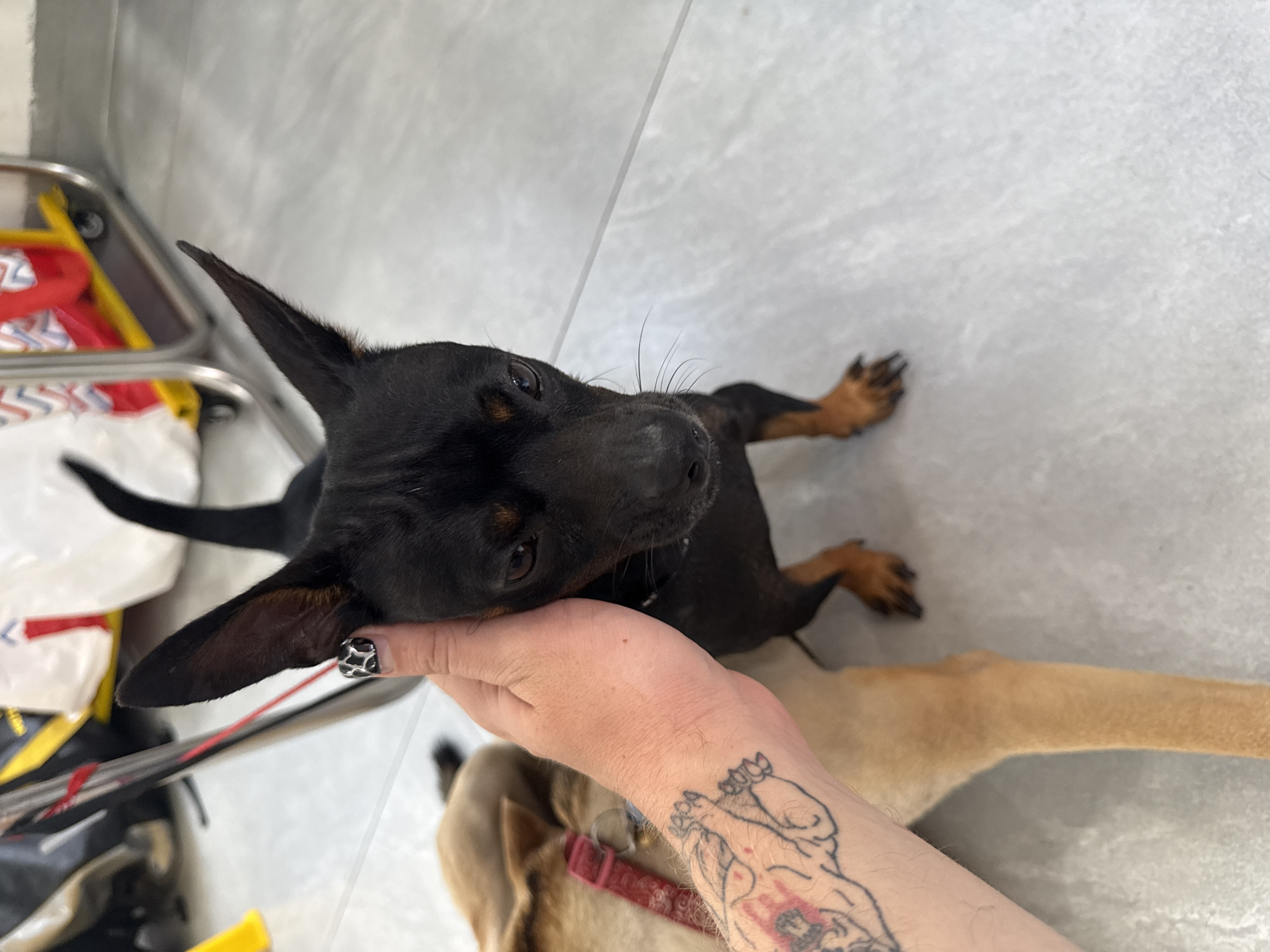 A black and tan dog, likely a puppy, is the central subject, resting its head gently on a human hand. The dog has short, dark fur, prominent upright ears, and brown eyes, gazing attentively upwards. Its left ear is cradled by the human's hand.
The human's hand and forearm are visible in the foreground and lower right. The forearm displays several tattoos, including one featuring a classical figure outline. The fingernail on the hand interacting with the dog is painted with a distinctive black and white pattern.
Partially visible in the background, another dog with light brown or tan fur and a red collar lies on the tiled floor. To the left, a metal trolley or cart holds various items, including some brightly colored red and yellow objects, suggesting an indoor setting like an animal clinic or shelter. The floor is covered with large, light grey or white tiles.
The activity depicts a tender interaction, with the dog appearing calm and affectionate, enjoying the human's touch. The lighting is consistent with an indoor environment during daytime. Based on the provided context, this scene takes place in Đà Nẵng, Vietnam. No legible text is visible in the image.