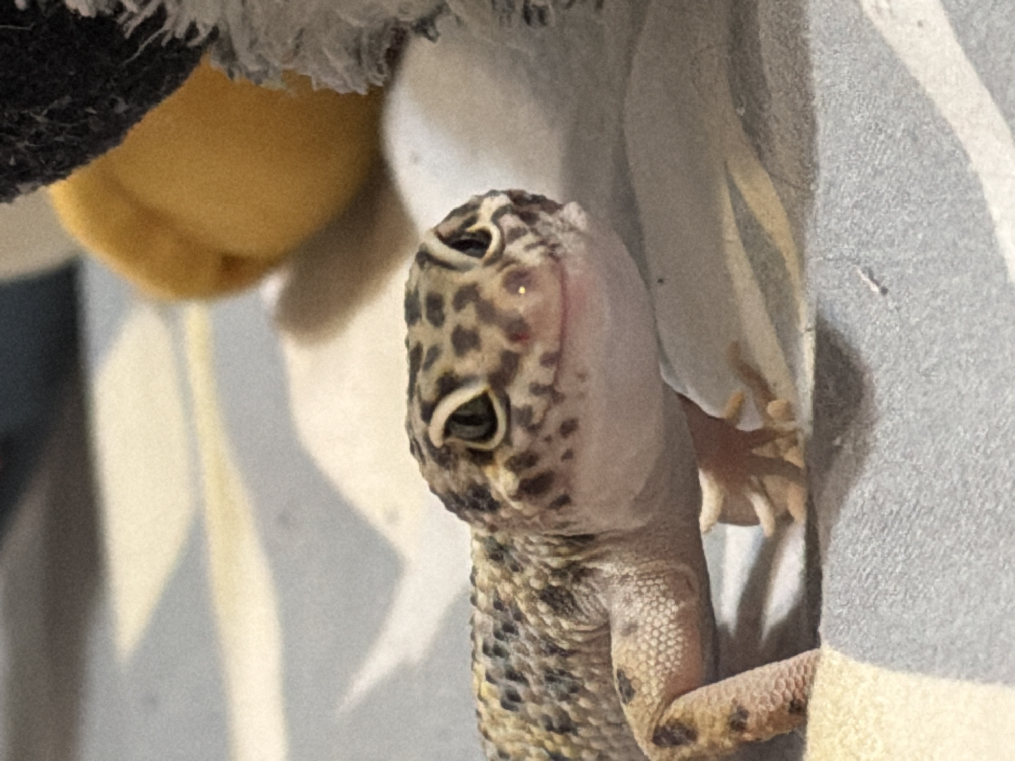 A spotted gecko is clinging to a fabric surface. The gecko's head is prominent in the foreground, displaying its spotted pattern and closed eyelids. A yellow, rounded object is visible in the upper left corner of the frame, appearing to be part of a stuffed toy. The background consists of a textured, vertical surface with alternating light and dark sections. The location is unknown and is not verifiable as Izhevsk, Russia.