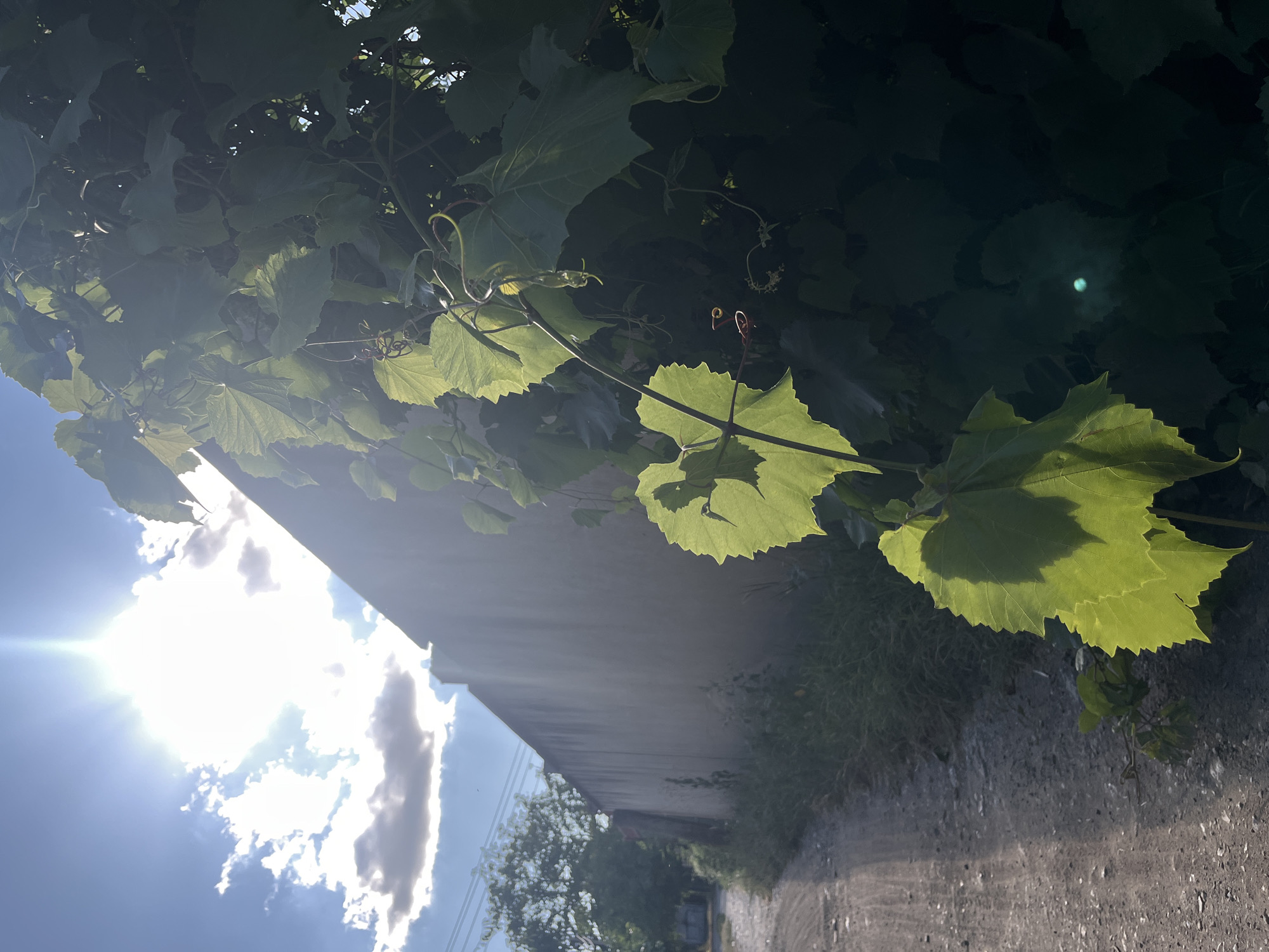 The image depicts a sun-drenched scene with a tall, plain wall stretching into the background. In the foreground, lush green grapevines with large, heart-shaped leaves are prominent, some illuminated by the bright sun. The leaves have serrated edges and delicate tendrils are visible. To the left of the wall, a dirt path or road curves away, bordered by sparse vegetation. In the distance, trees and a small building can be seen under a bright blue sky with scattered clouds, one of which is backlit by the sun, creating a radiant glow. The lighting suggests it is daytime, with the sun positioned high in the sky. The image appears to be taken in an outdoor, rural or semi-rural setting, potentially in Targovishte, Bulgaria, given the context. There are no people or animals visible in the frame. The overall impression is one of a tranquil, sunlit day with a focus on natural elements against a man-made structure.